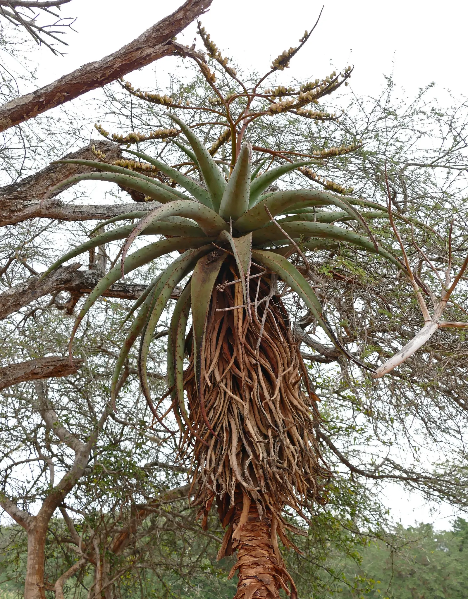 Mountain Aloe (Aloe Marlothii) — Educating the client on the plant's sharp edges is prudent for garden safety and maintenance planning, image 97