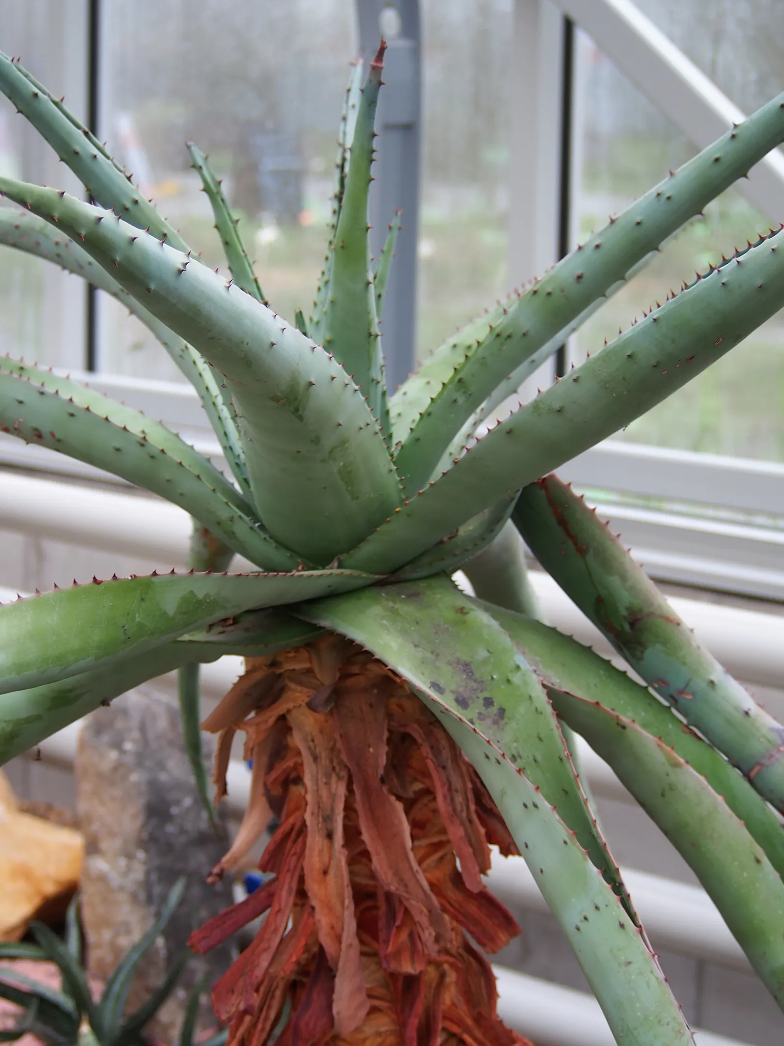 Mountain Aloe (Aloe Marlothii) — single-stemmed plant towering to 10ft; this drought-resistant succulent thrives in full sun, image 51