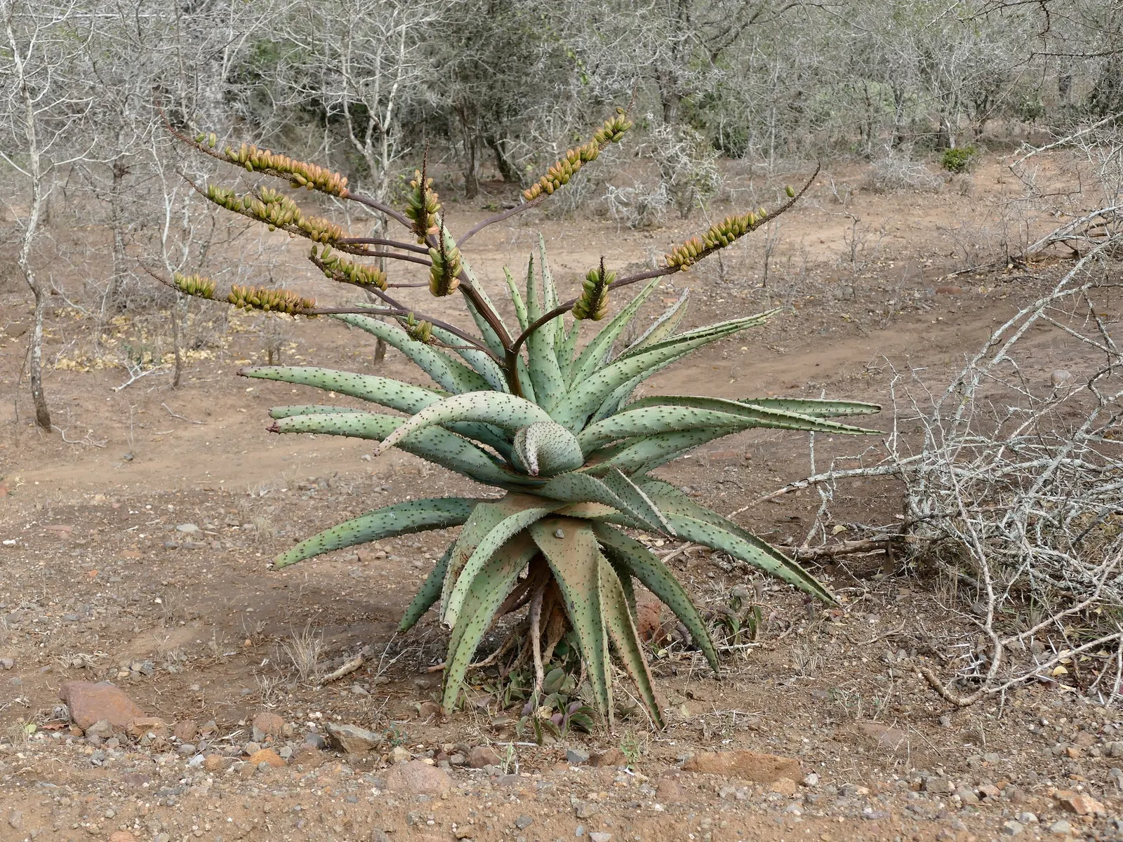 Mountain Aloe (Aloe Marlothii) — The vibrant orange to red blossoms attract hummingbirds and other pollinators; notable for its gray-green leaves, image 90