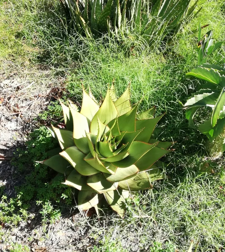 Mountain Aloe (Aloe Marlothii) — consider positioning it as a focal point or in clusters for dramatic effect; providing texture and a touch of color, image 95