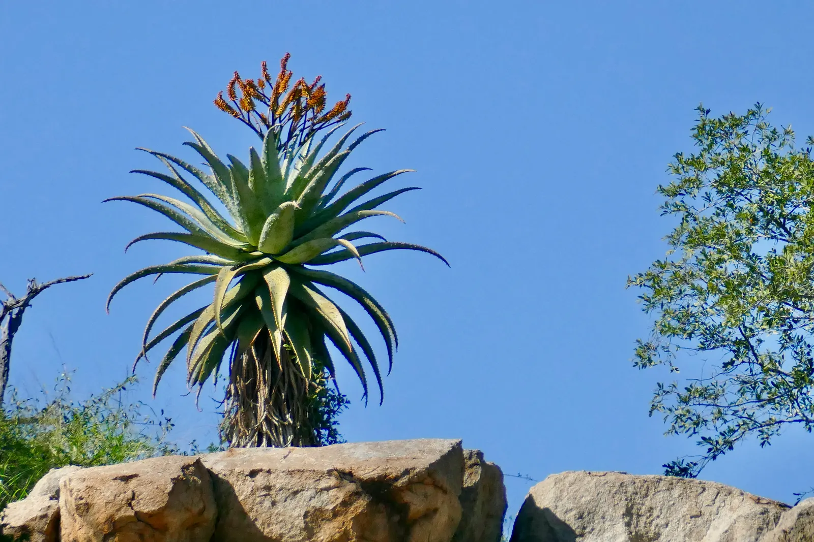 Mountain Aloe (Aloe Marlothii) — the Mountain Aloe adapts well to xeriscaping and requires minimal supplemental watering once established; orange, image 68