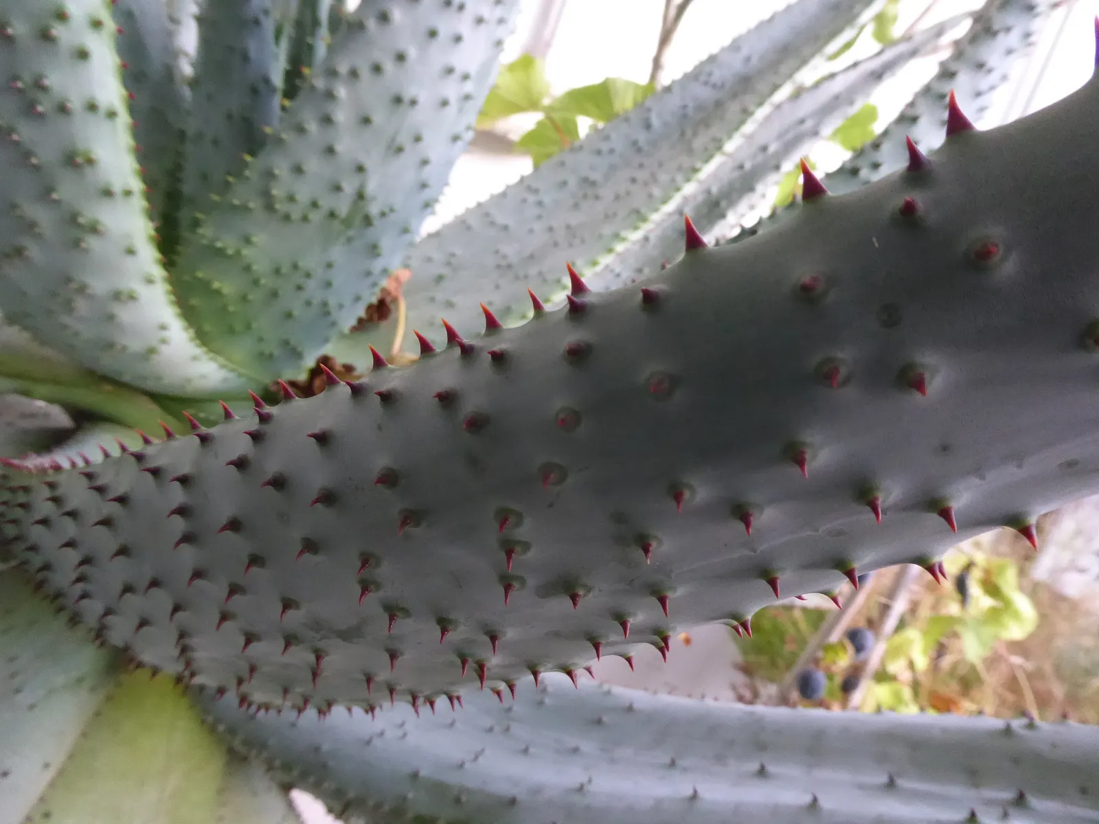 Mountain Aloe (Aloe Marlothii) — notable for its gray-green leaves adorned with reddish-brown spines; lined with reddish-brown teeth along the edges, image 77