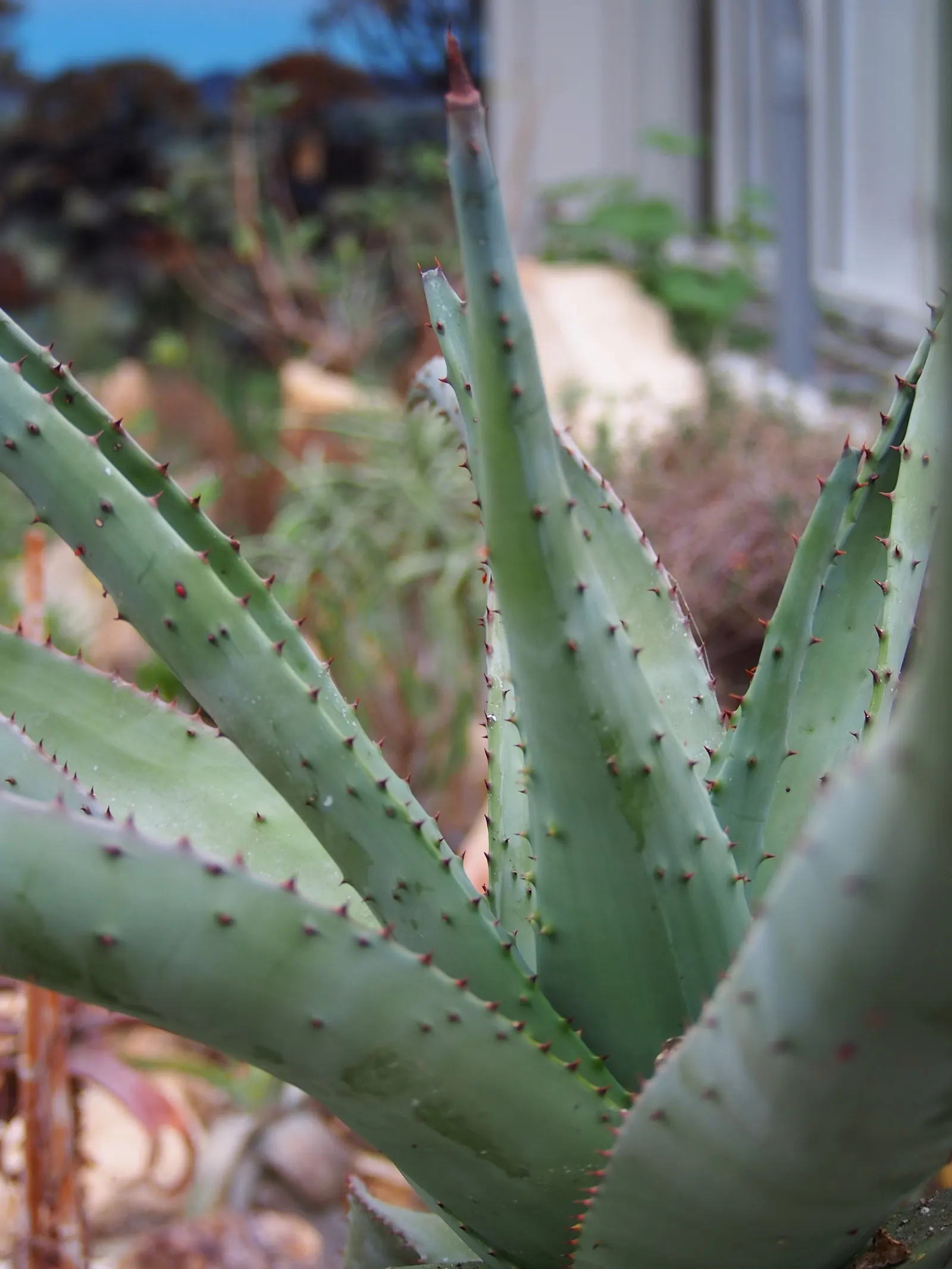 Mountain Aloe (Aloe Marlothii) — This drought-resistant succulent thrives in full sun; succulent for full, image 54
