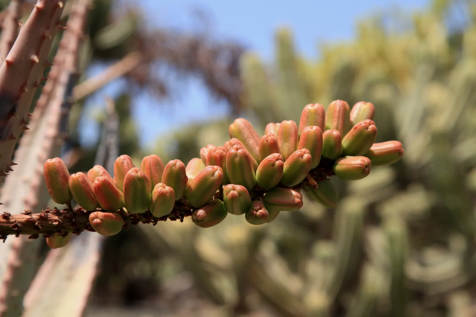 Mountain Aloe (Aloe Marlothii) — Ideally planted in USDA hardiness zones 9 to 11; offering a dynamic display of wildlife interaction within your, image 67