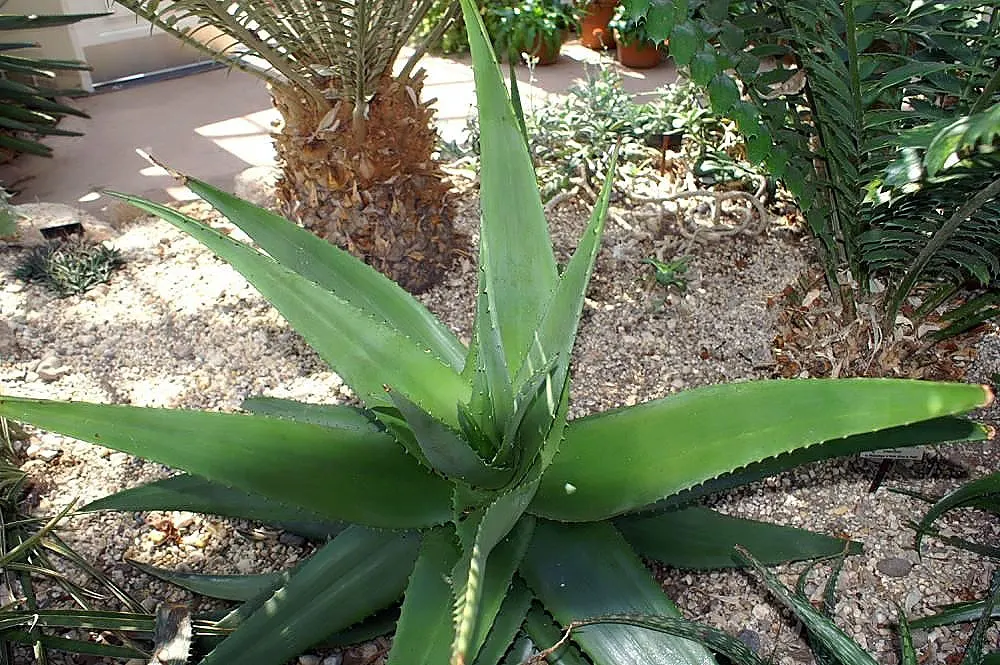 Mountain Aloe (Aloe Marlothii) — Aloe marlothii produces impressive, image 88