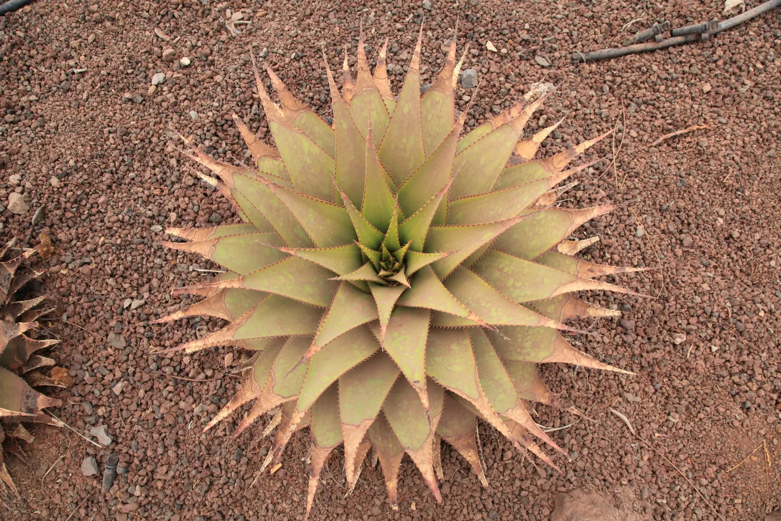 Mountain Aloe (Aloe Marlothii) — making it an ideal focal piece for xeriscaped gardens and arid landscapes; prominent for its grand stature and, image 55