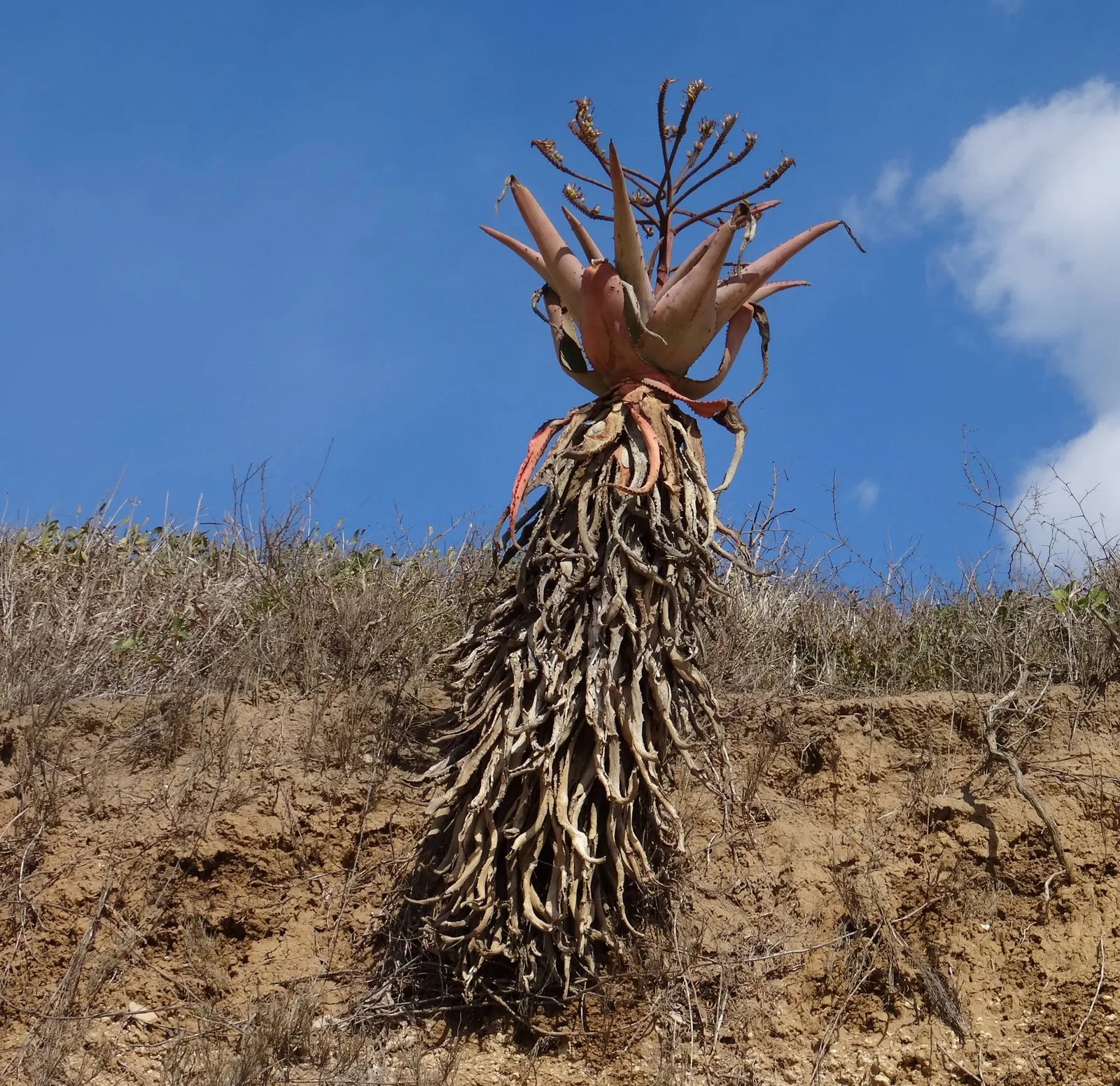Mountain Aloe (Aloe Marlothii) — providing texture and a touch of color contrast.<br><br>From late fall to winter; stands as a striking specimen in, image 87