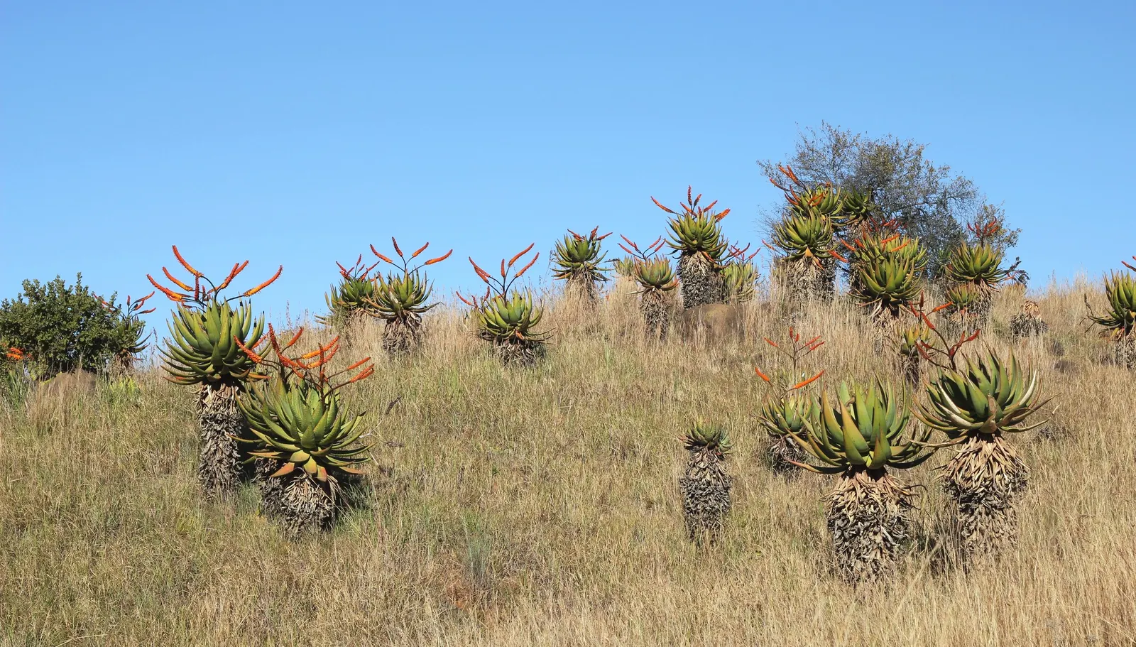 Mountain Aloe (Aloe Marlothii) — succulent for full; educating the client on the plant's sharp edges is prudent for garden safety and maintenance, image 100