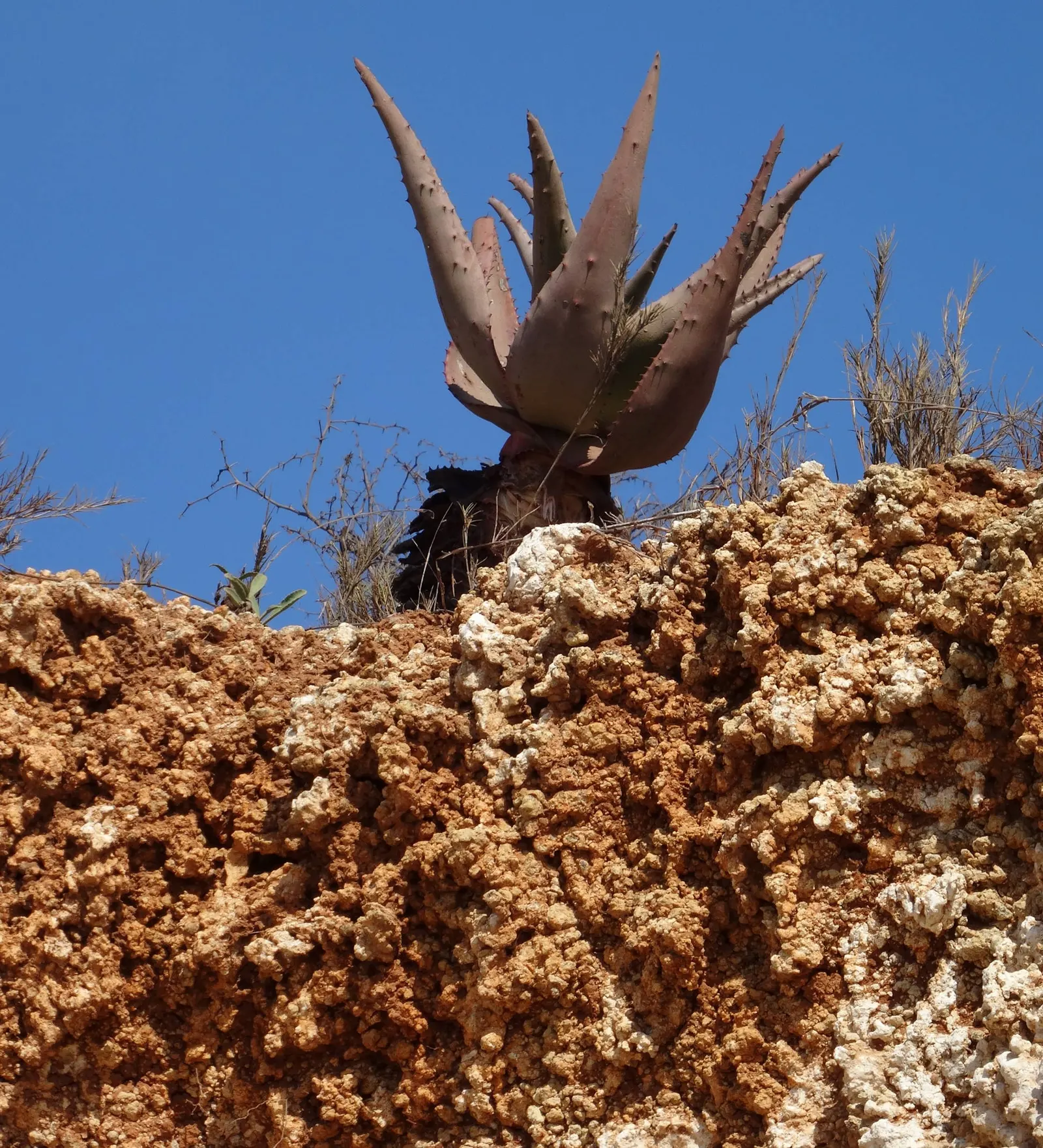 Mountain Aloe (Aloe Marlothii) — always allowing ample space for mature growth; making it a low-maintenance option for the environmentally, image 71