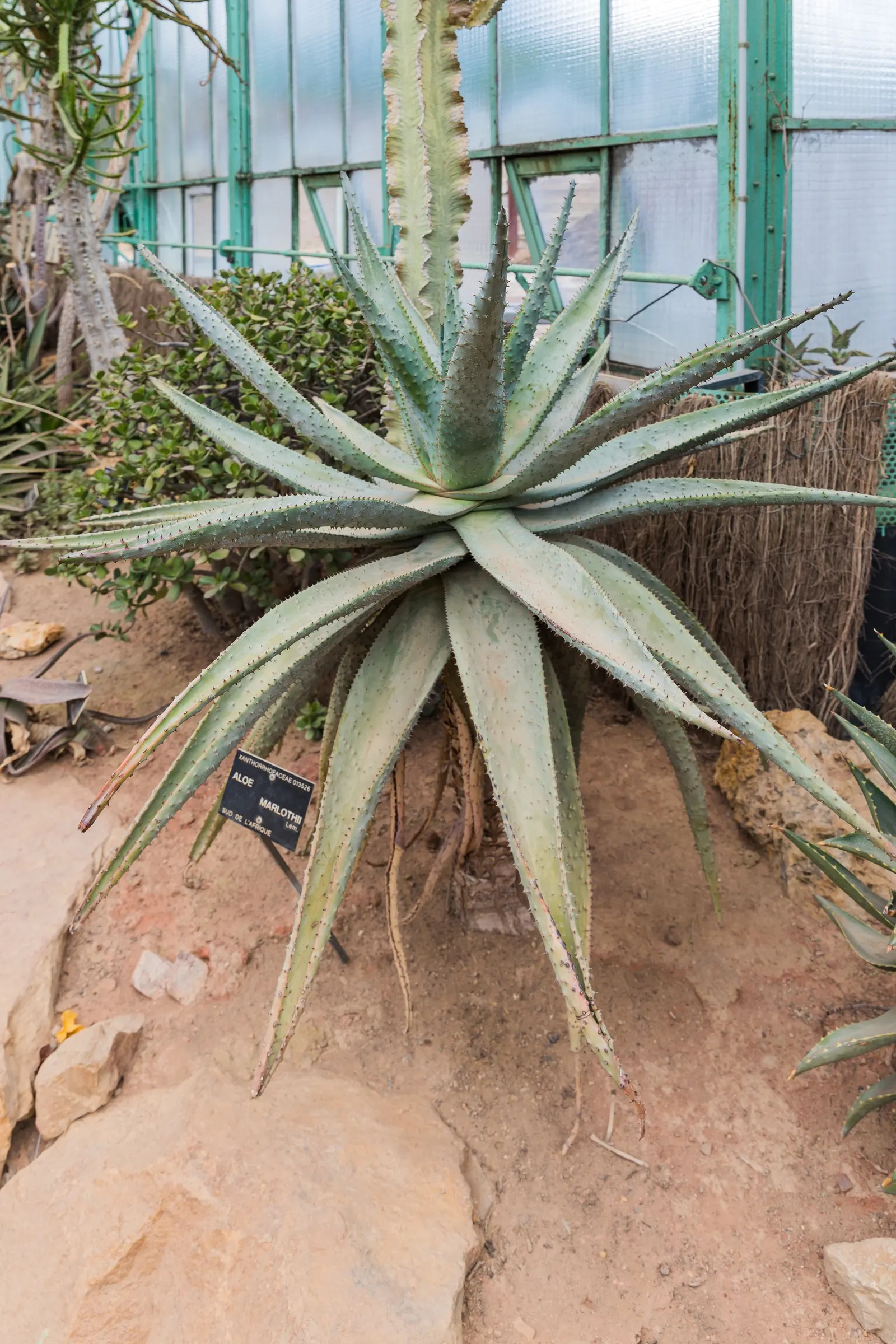 Mountain Aloe (Aloe Marlothii) — stands as a striking specimen in any arid landscape design; rising up to 3 to 5 feet above the foliage, image 106