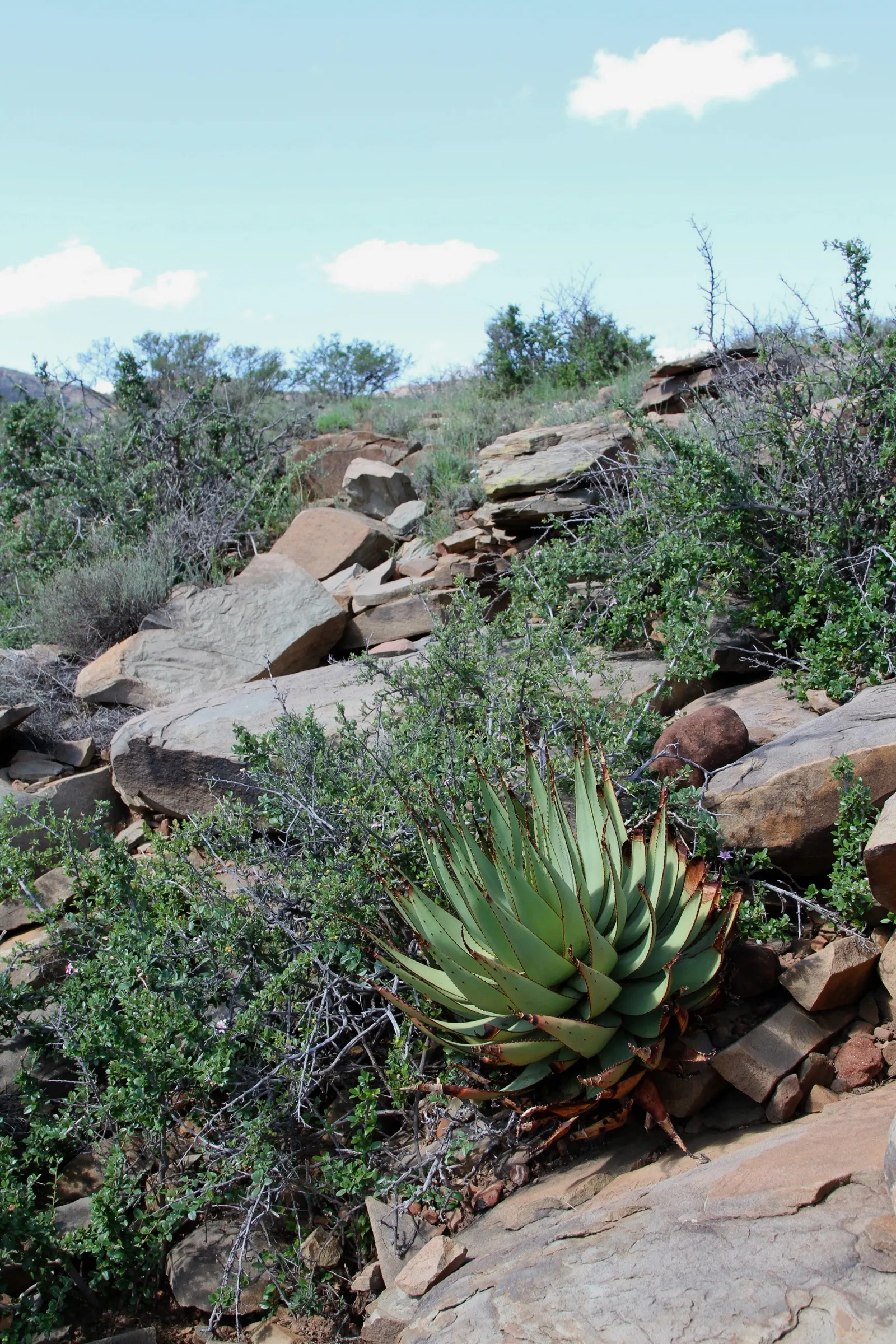 Mountain Aloe (Aloe Marlothii) — single-stemmed plant towering to 10ft; this drought-resistant succulent thrives in full sun, image 101