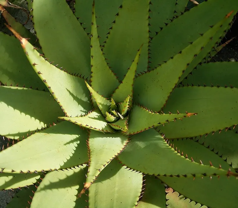 Mountain Aloe (Aloe Marlothii) — making it a low-maintenance option for the environmentally conscious client; making it an ideal focal piece for, image 94