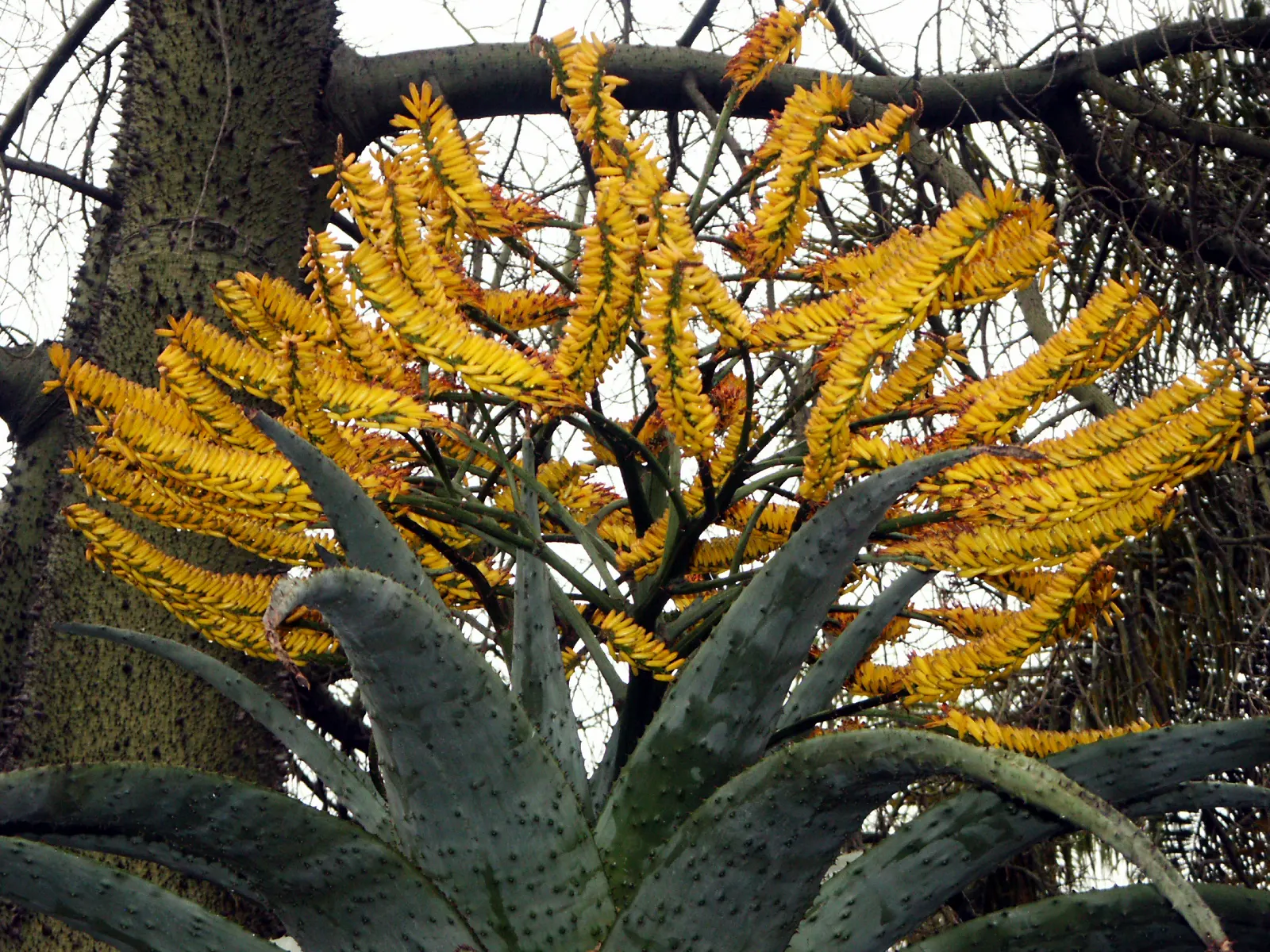 Mountain Aloe (Aloe Marlothii) — This drought-resistant succulent thrives in full sun; succulent for full, image 79