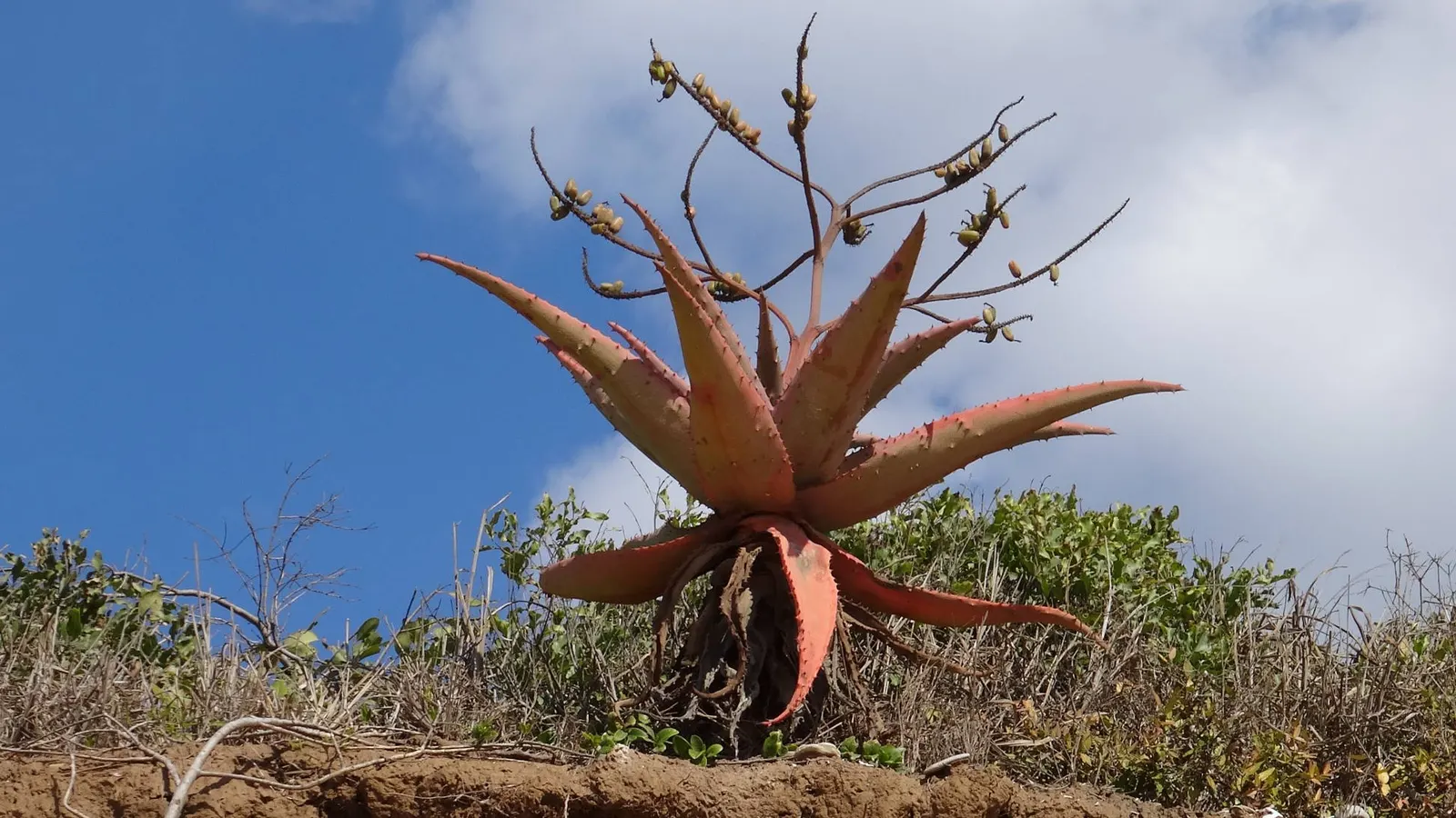 Mountain Aloe (Aloe Marlothii) — single-stemmed plant towering to 10ft; this drought-resistant succulent thrives in full sun, image 76