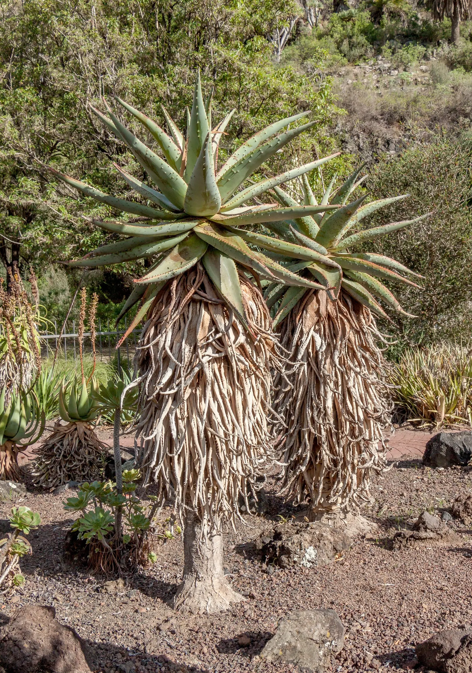 Mountain Aloe (Aloe Marlothii) — lined with reddish-brown teeth along the edges; succulent with orange blooms, image 86