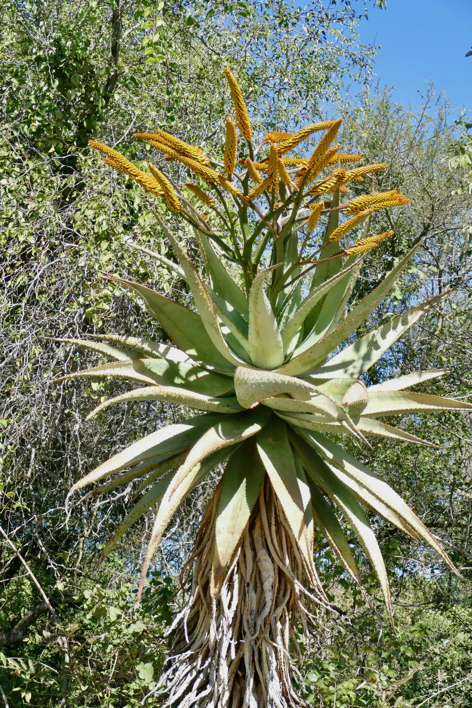 Mountain Aloe (Aloe Marlothii) — offering a dynamic display of wildlife interaction within your garden; this succulent adds a sculptural presence, image 66