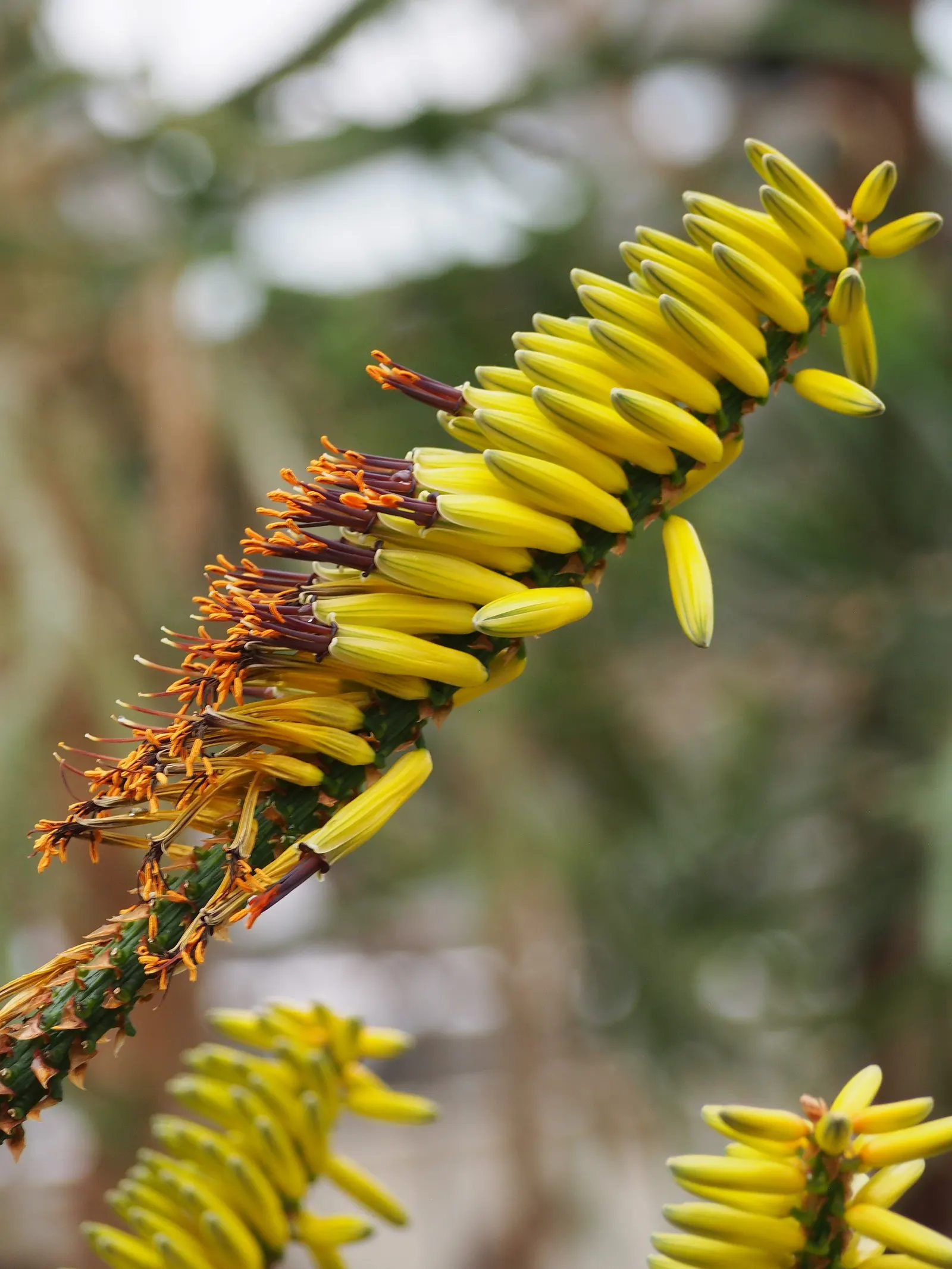 Mountain Aloe (Aloe Marlothii) — which can reach 3 to 4 feet in length; ideally planted in USDA hardiness zones 9 to 11, image 60