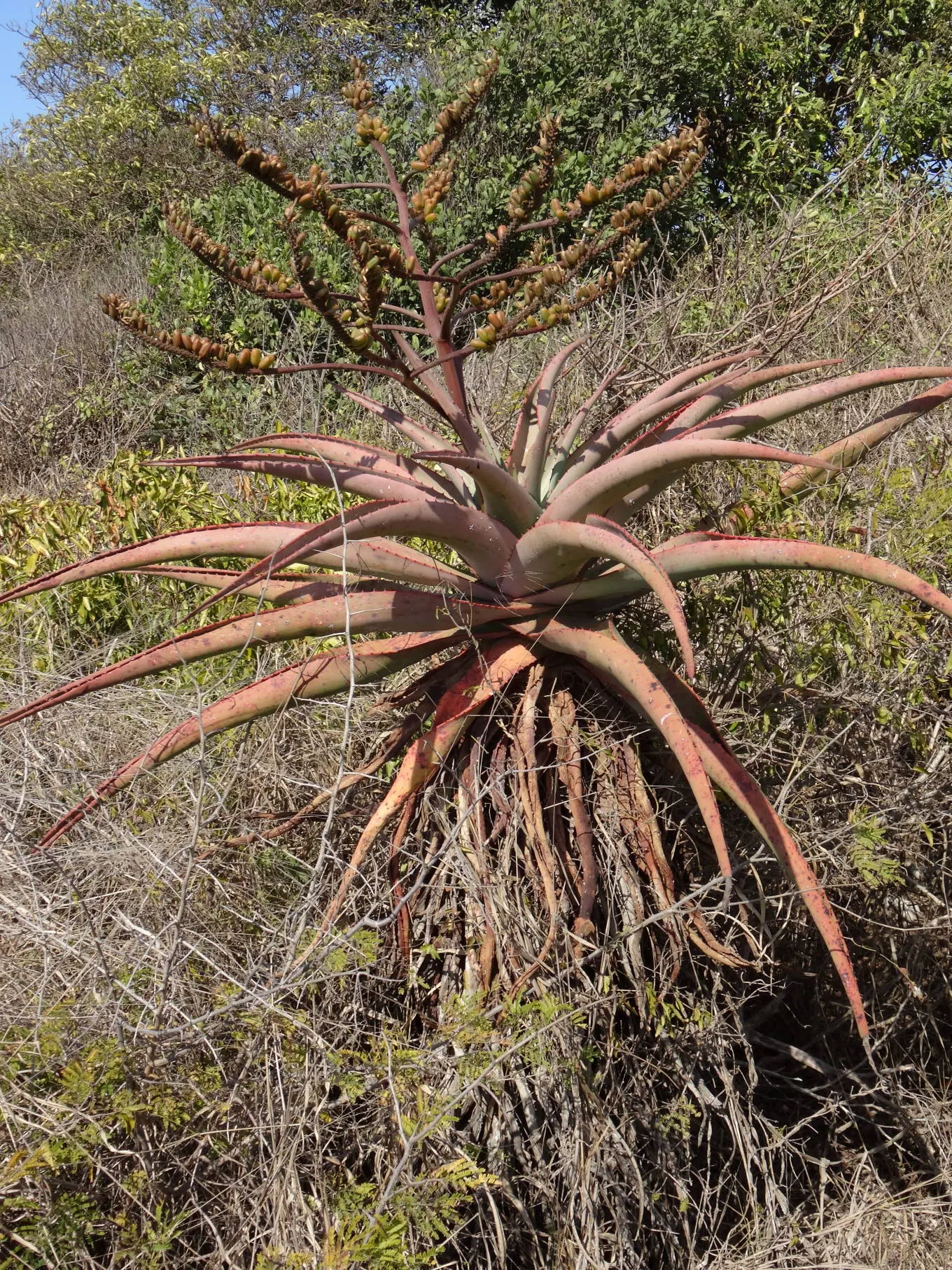 Mountain Aloe (Aloe Marlothii) — Its grand stature is crowned with a stunning display of orange to red flowers blooming in winter; the Mountain, image 53