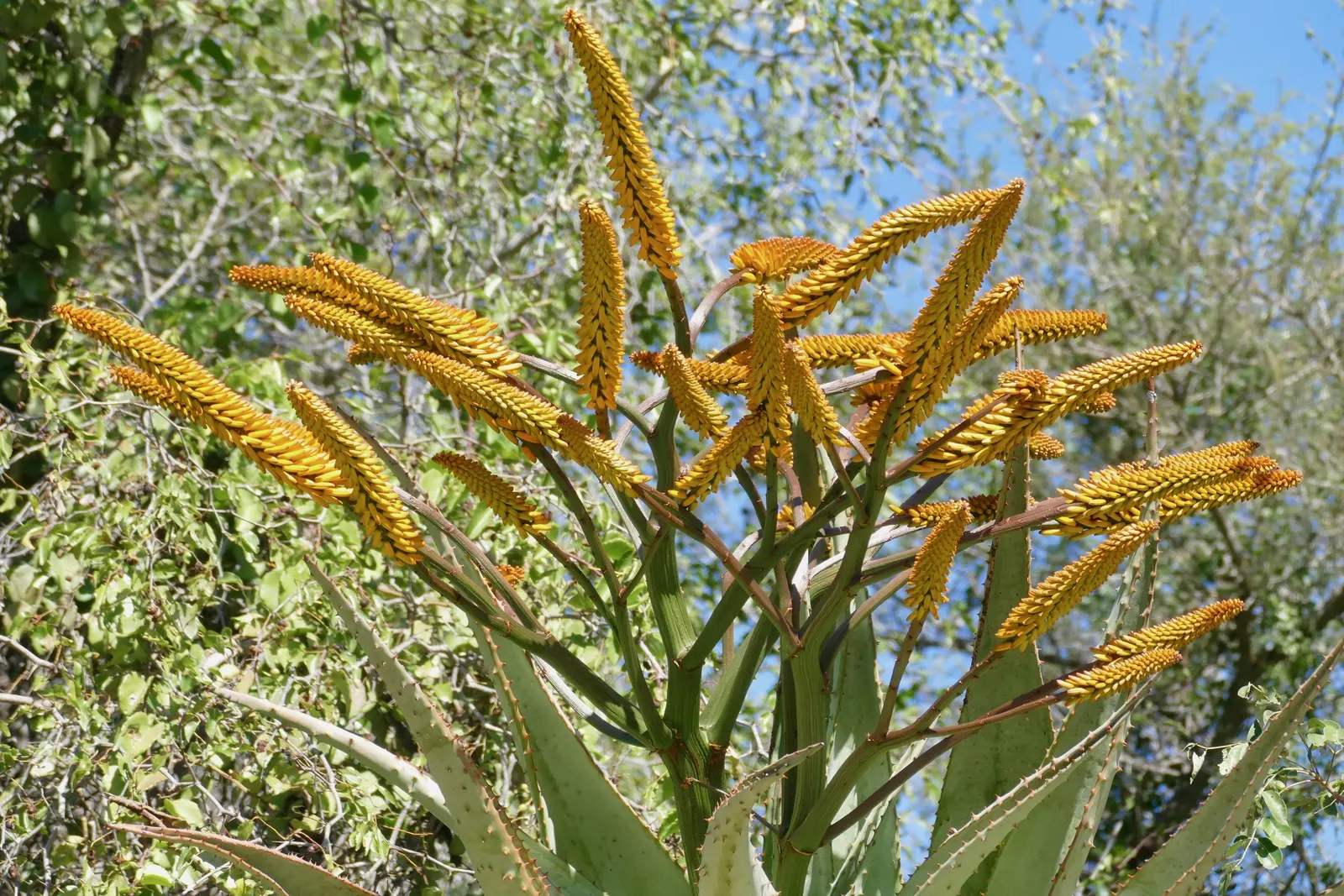 Mountain Aloe (Aloe Marlothii) — consider positioning it as a focal point or in clusters for dramatic effect; providing texture and a touch of color, image 70