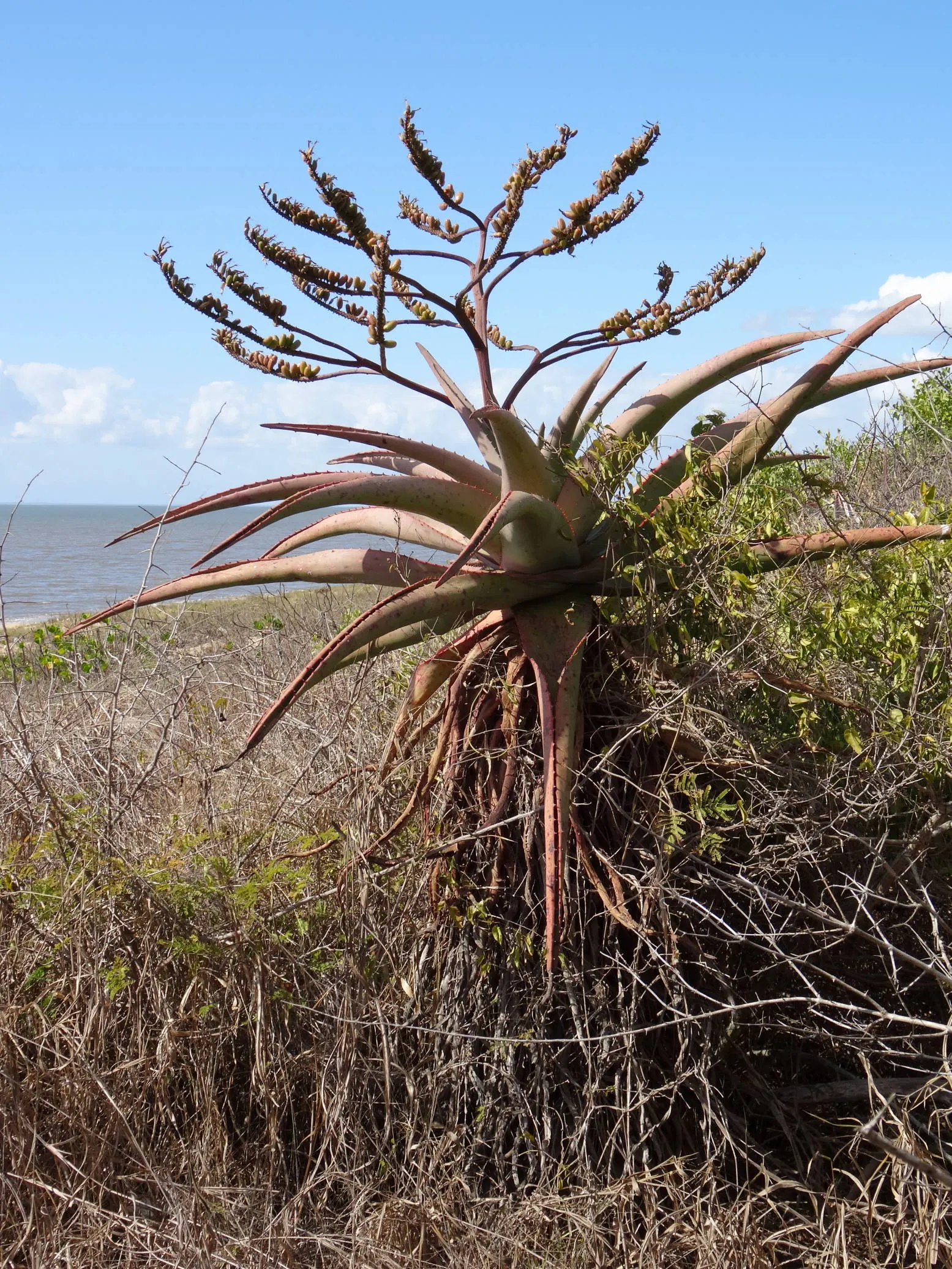 Mountain Aloe (Aloe Marlothii) — rising up to 3 to 5 feet above the foliage; consider positioning it as a focal point or in clusters for dramatic, image 64
