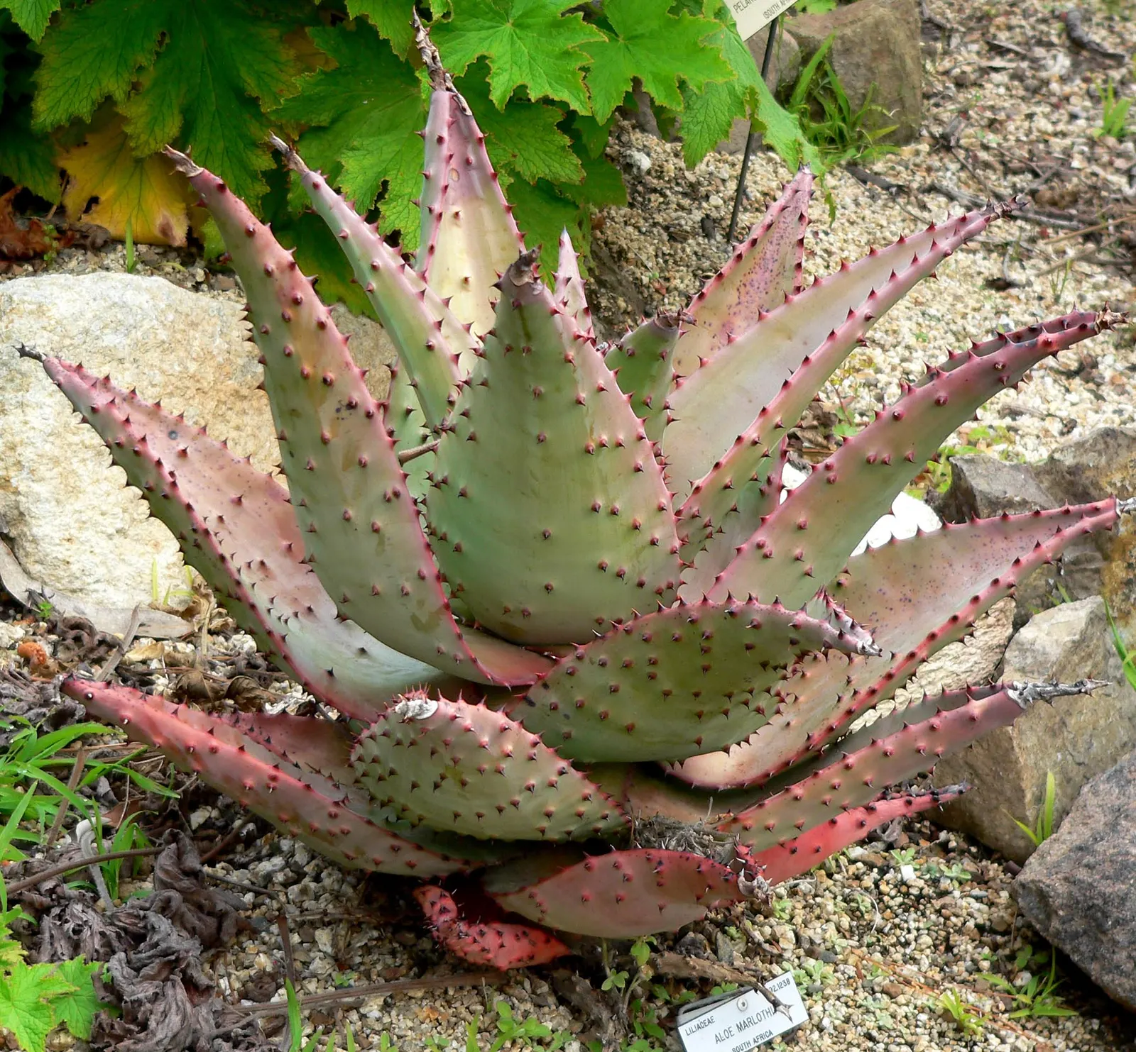 Mountain Aloe (Aloe Marlothii) — succulent for full; educating the client on the plant's sharp edges is prudent for garden safety and maintenance, image 75