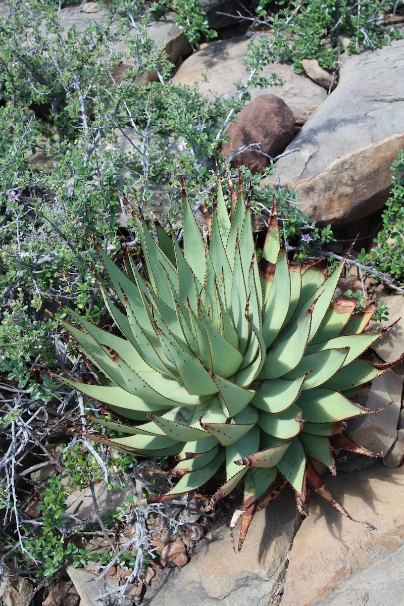 Mountain Aloe (Aloe Marlothii) — orange flowers in the garden; growing to a height of approximately 6 to 10 feet with a spread of nearly 5 to 8 feet, image 98