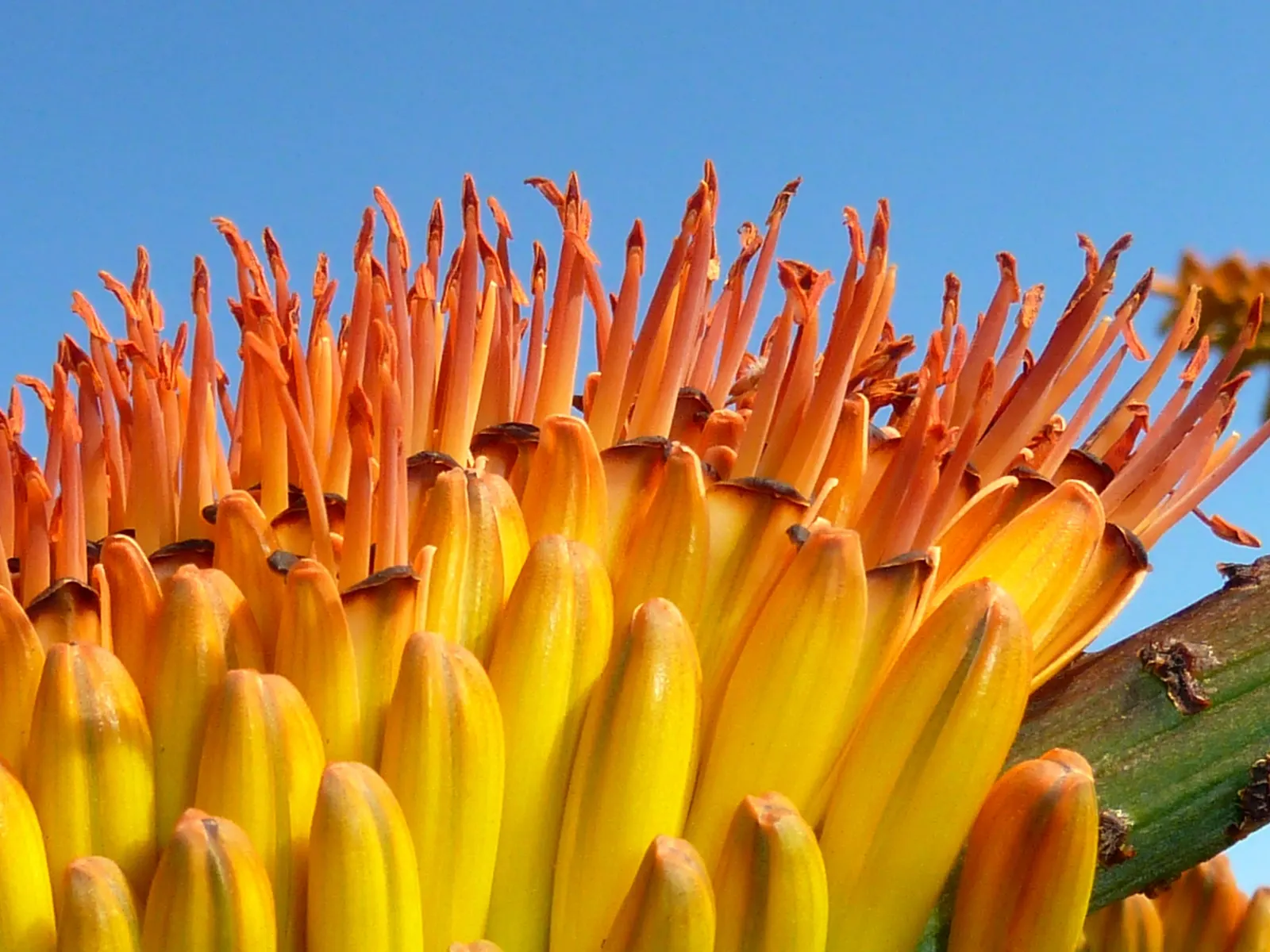 Mountain Aloe (Aloe Marlothii) — Aloe marlothii produces impressive, image 63
