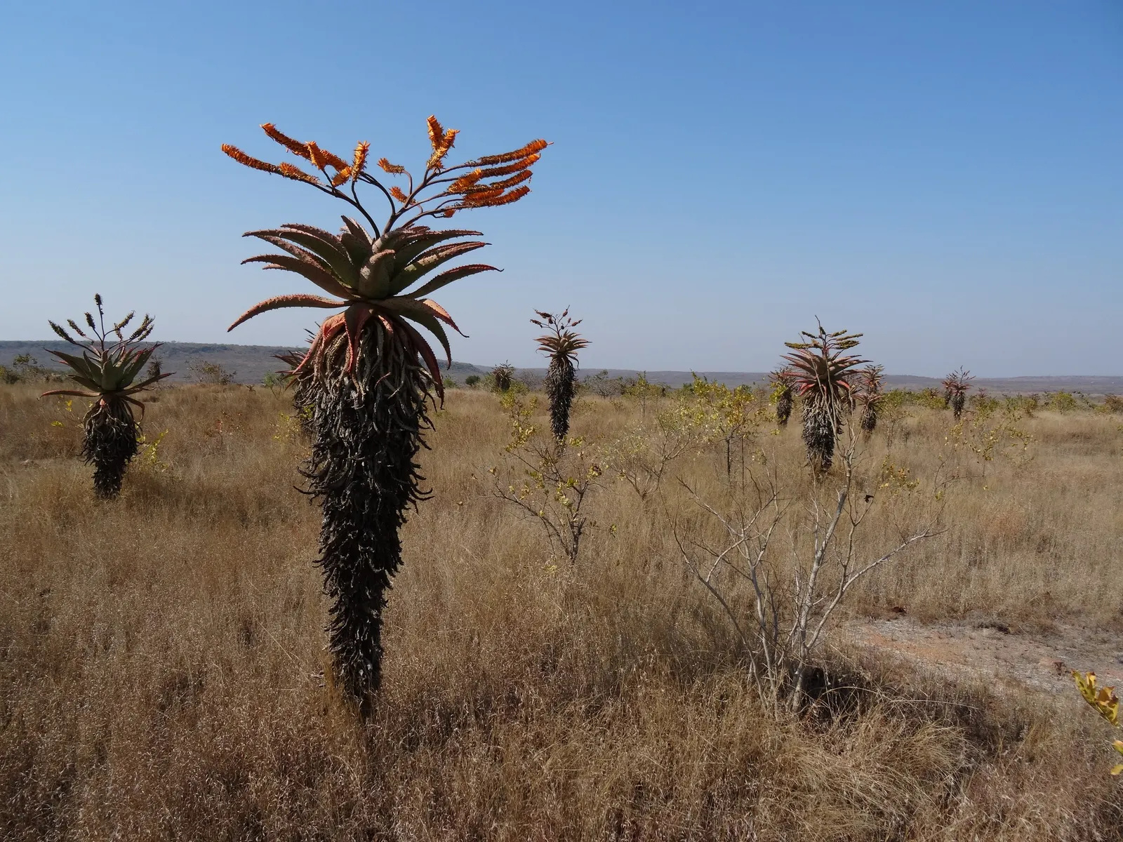 Mountain Aloe (Aloe Marlothii) — making it an ideal focal piece for xeriscaped gardens and arid landscapes; prominent for its grand stature and, image 105