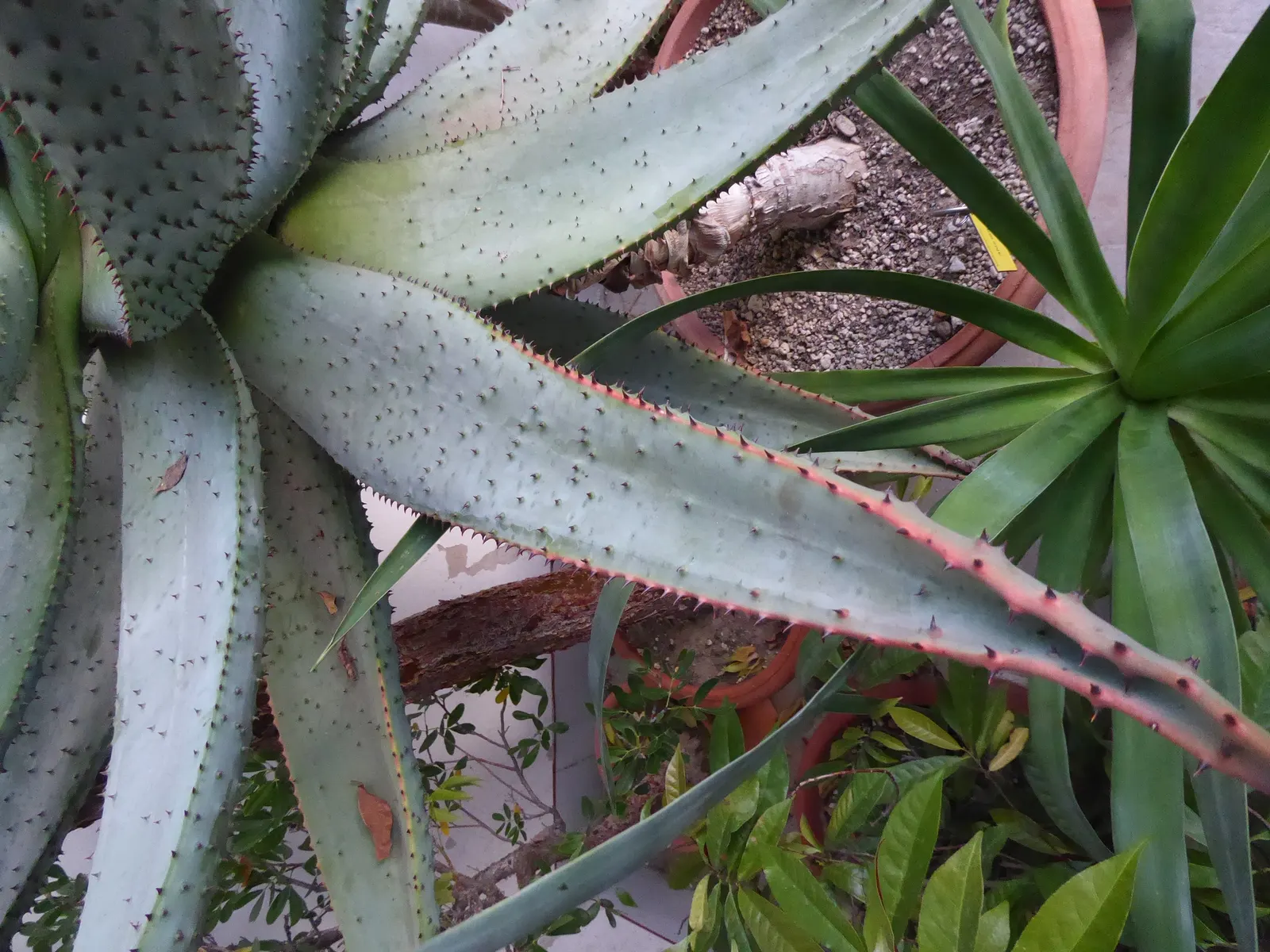 Mountain Aloe (Aloe Marlothii) — making it a low-maintenance option for the environmentally conscious client; making it an ideal focal piece for, image 69