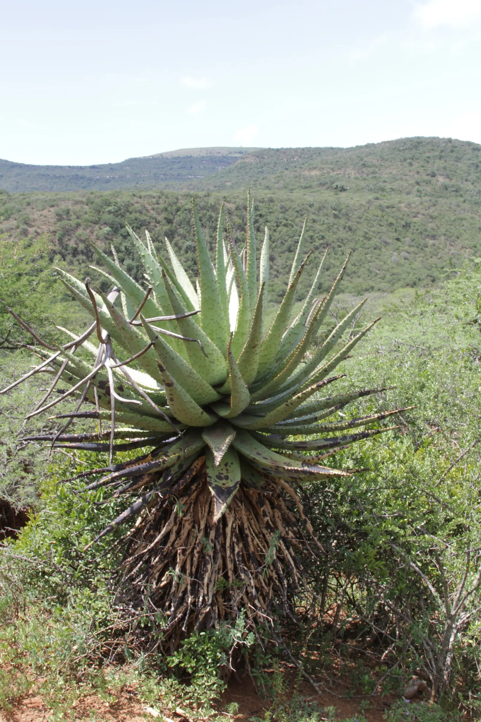 Mountain Aloe (Aloe Marlothii) — Ideally planted in USDA hardiness zones 9 to 11; offering a dynamic display of wildlife interaction within your, image 92