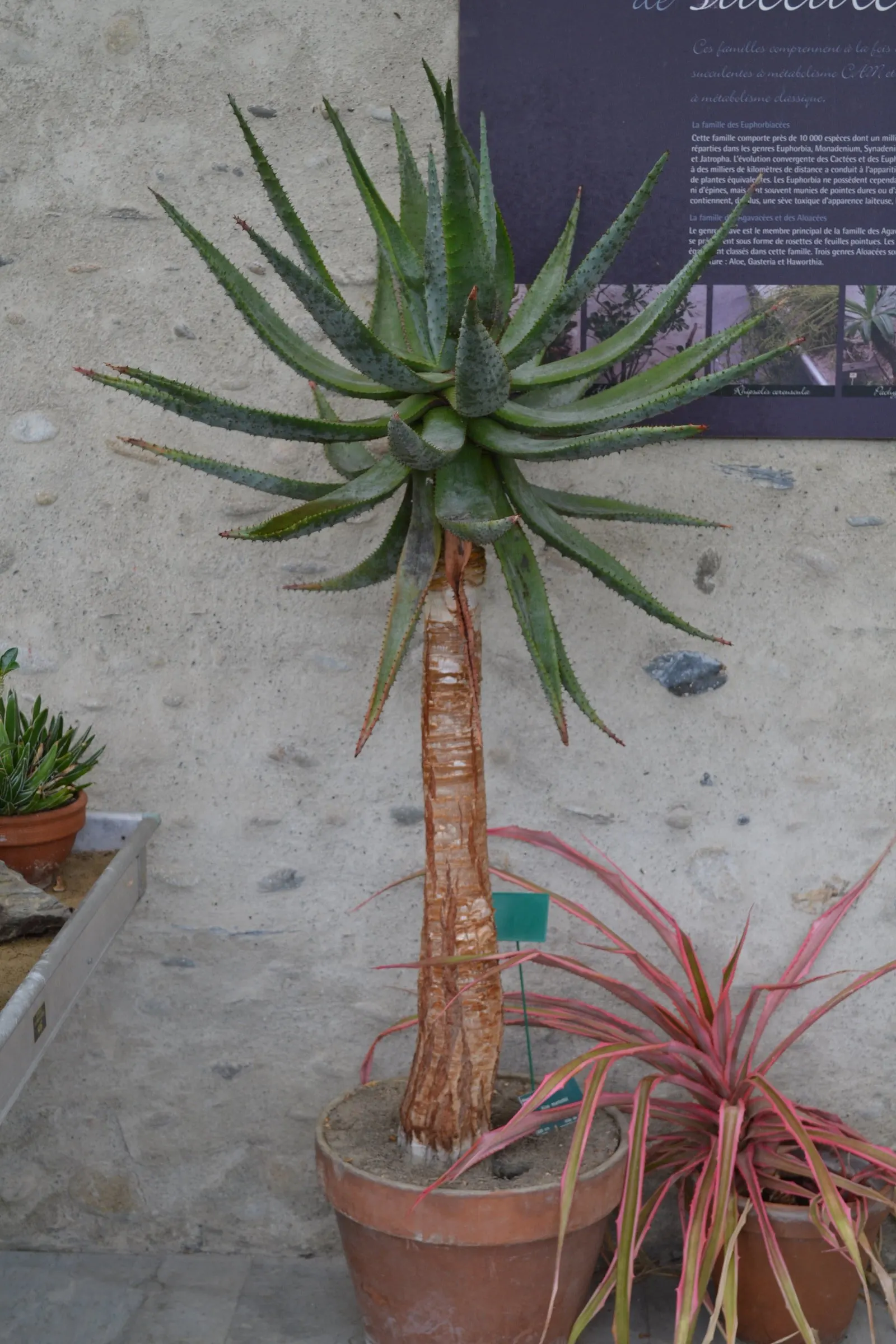 Mountain Aloe (Aloe Marlothii) — Its grand stature is crowned with a stunning display of orange to red flowers blooming in winter; the Mountain, image 78