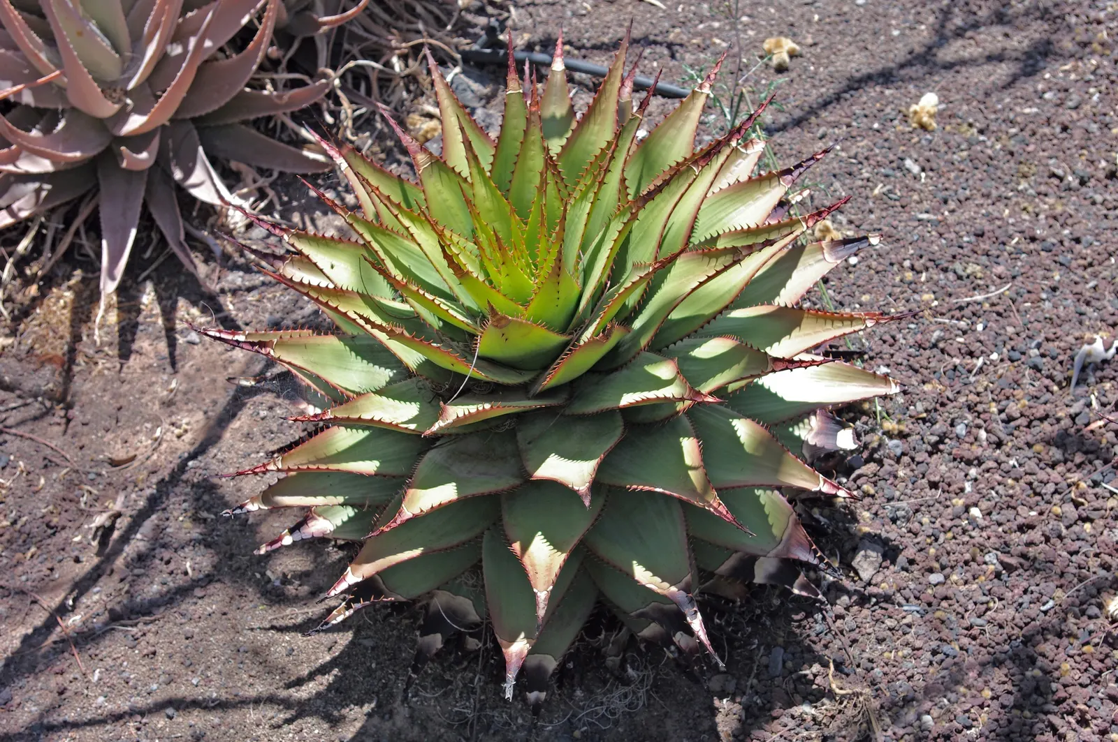 Mountain Aloe (Aloe Marlothii) — this succulent adds a sculptural presence and vertical element to your garden tableau; which can reach 3 to 4 feet, image 84