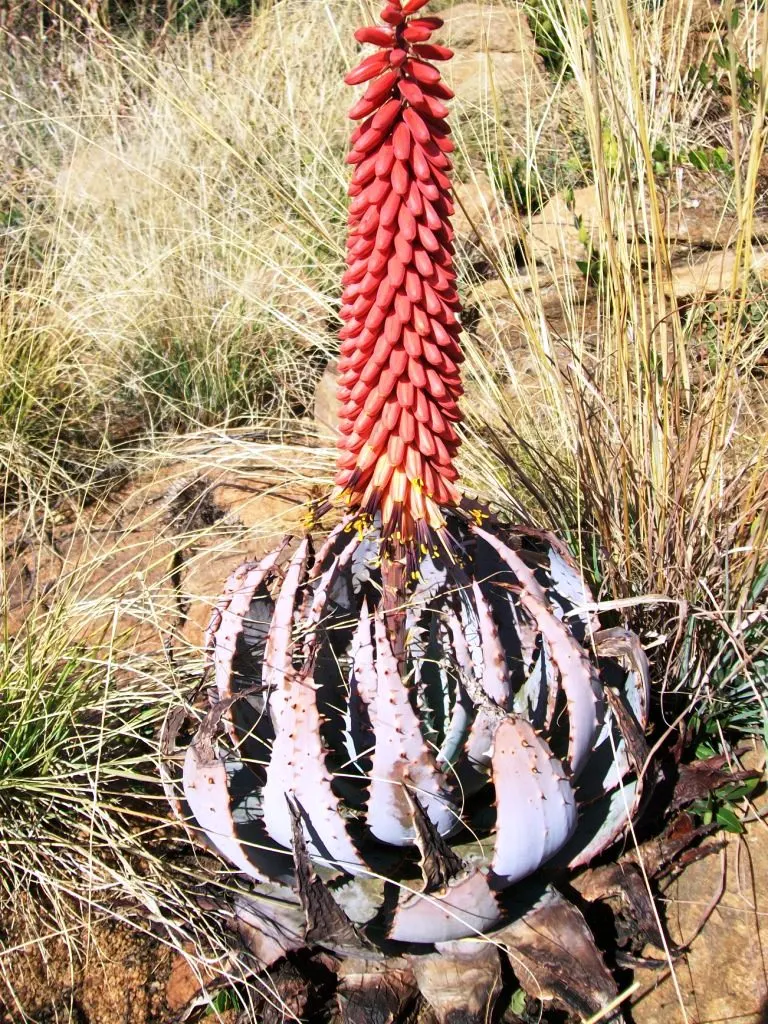 Mountain Aloe (Aloe Marlothii) — offering a dynamic display of wildlife interaction within your garden; this succulent adds a sculptural presence and vertical