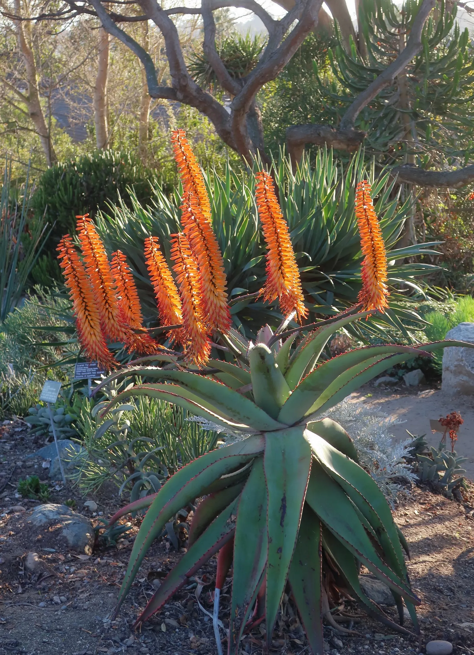 Mountain Aloe (Aloe Marlothii) — consider positioning it as a focal point or in clusters for dramatic effect; providing texture and a touch of color