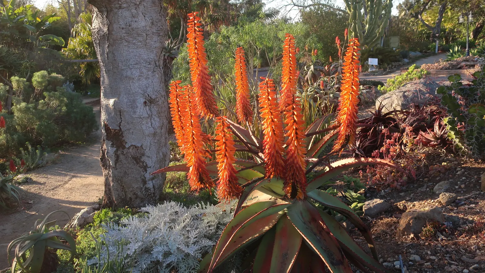 Mountain Aloe (Aloe Marlothii) — making it a low-maintenance option for the environmentally conscious client; making it an ideal focal piece for xeriscaped