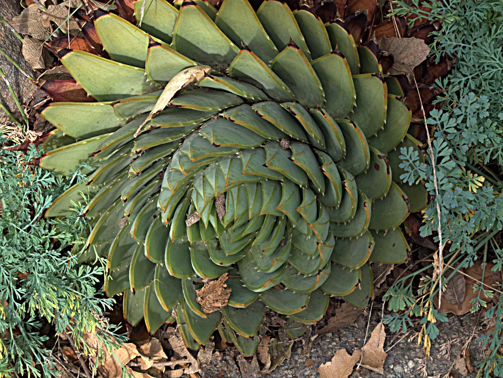 Mountain Aloe (Aloe Marlothii) — always allowing ample space for mature growth; making it a low-maintenance option for the environmentally conscious client