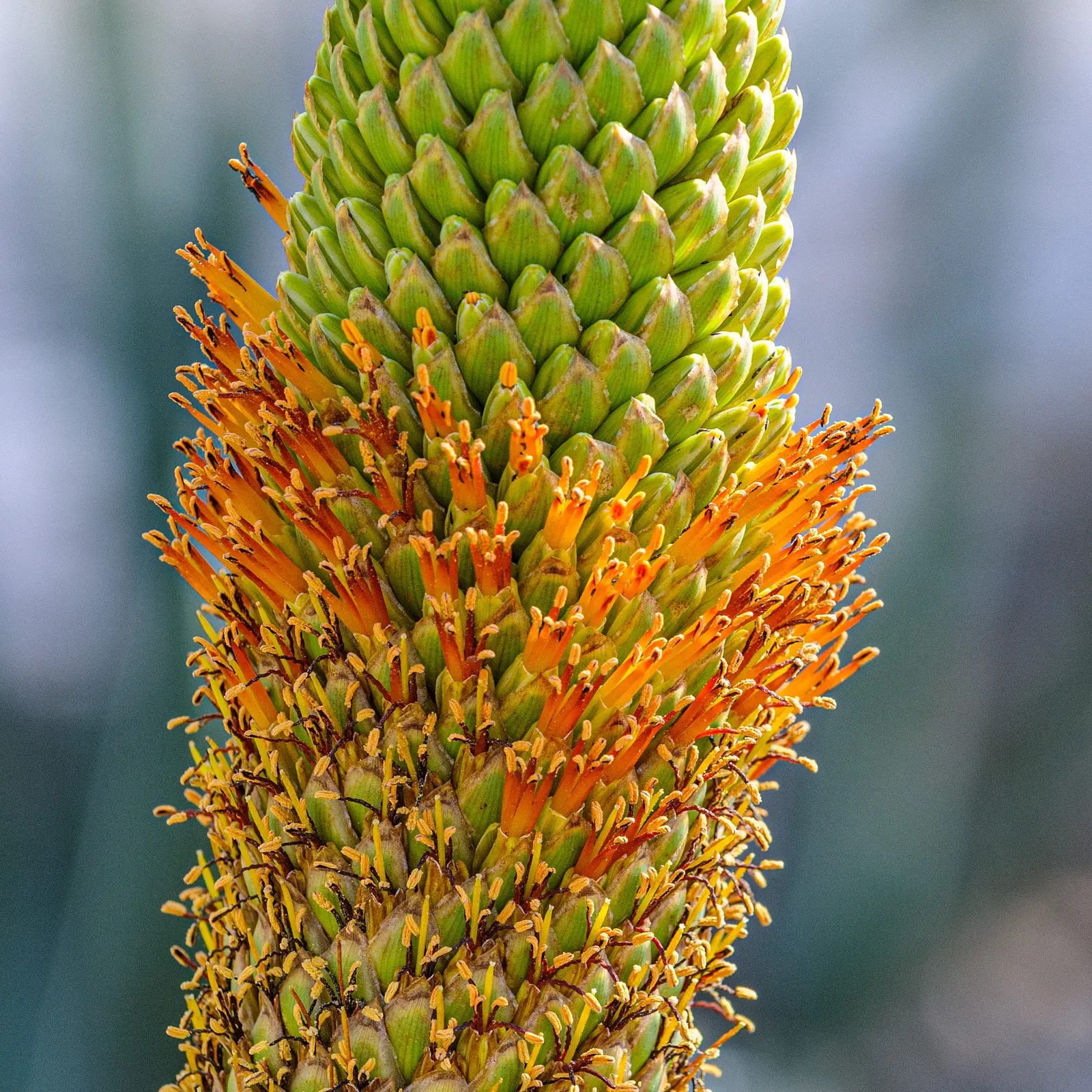 Mountain Aloe (Aloe Marlothii) — Aloe marlothii produces impressive, image 38