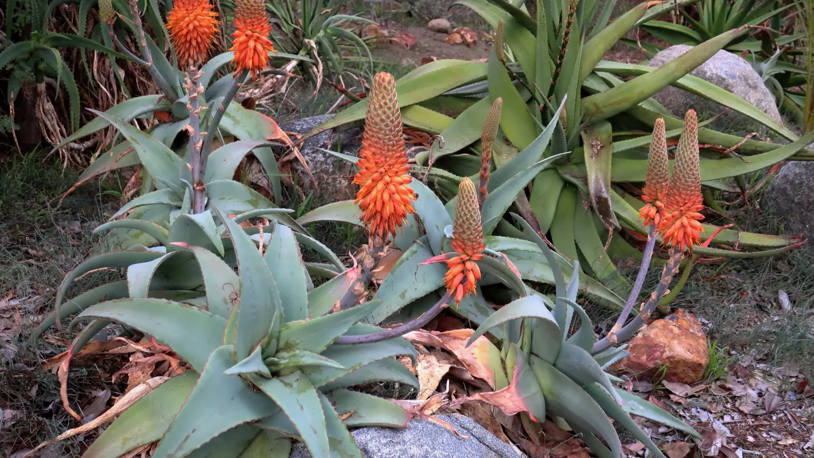 Mountain Aloe (Aloe Marlothii) — Educating the client on the plant's sharp edges is prudent for garden safety and maintenance planning; single-stemmed plant