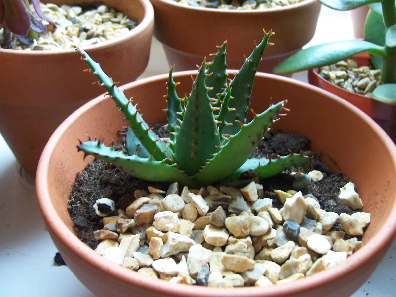 Mountain Aloe (Aloe Marlothii) — providing texture and a touch of color contrast.<br><br>From late fall to winter; stands as a striking specimen in any arid
