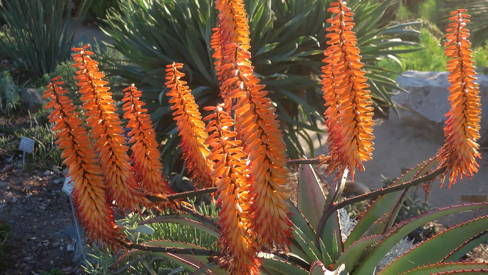 Mountain Aloe (Aloe Marlothii) — the Mountain Aloe adapts well to xeriscaping and requires minimal supplemental watering once established; orange flowers in
