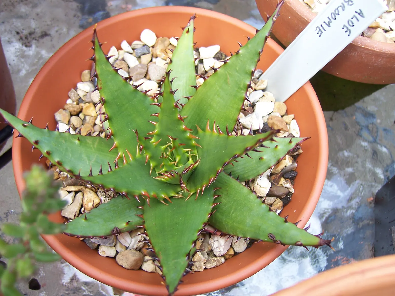 Mountain Aloe (Aloe Marlothii) — The vibrant orange to red blossoms attract hummingbirds and other pollinators; notable for its gray-green leaves adorned with