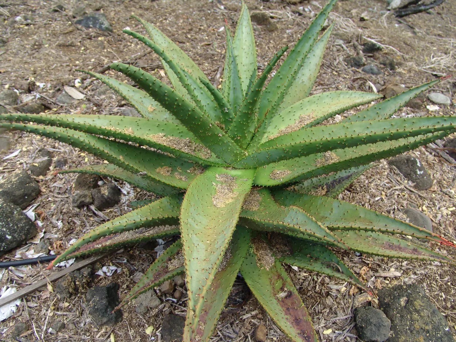 Mountain Aloe (Aloe Marlothii) — Ideally planted in USDA hardiness zones 9 to 11; offering a dynamic display of wildlife interaction within your garden