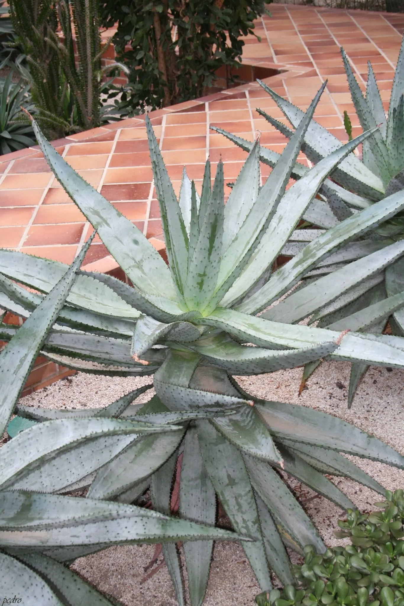 Mountain Aloe (Aloe Marlothii) — rising up to 3 to 5 feet above the foliage; consider positioning it as a focal point or in clusters for dramatic effect
