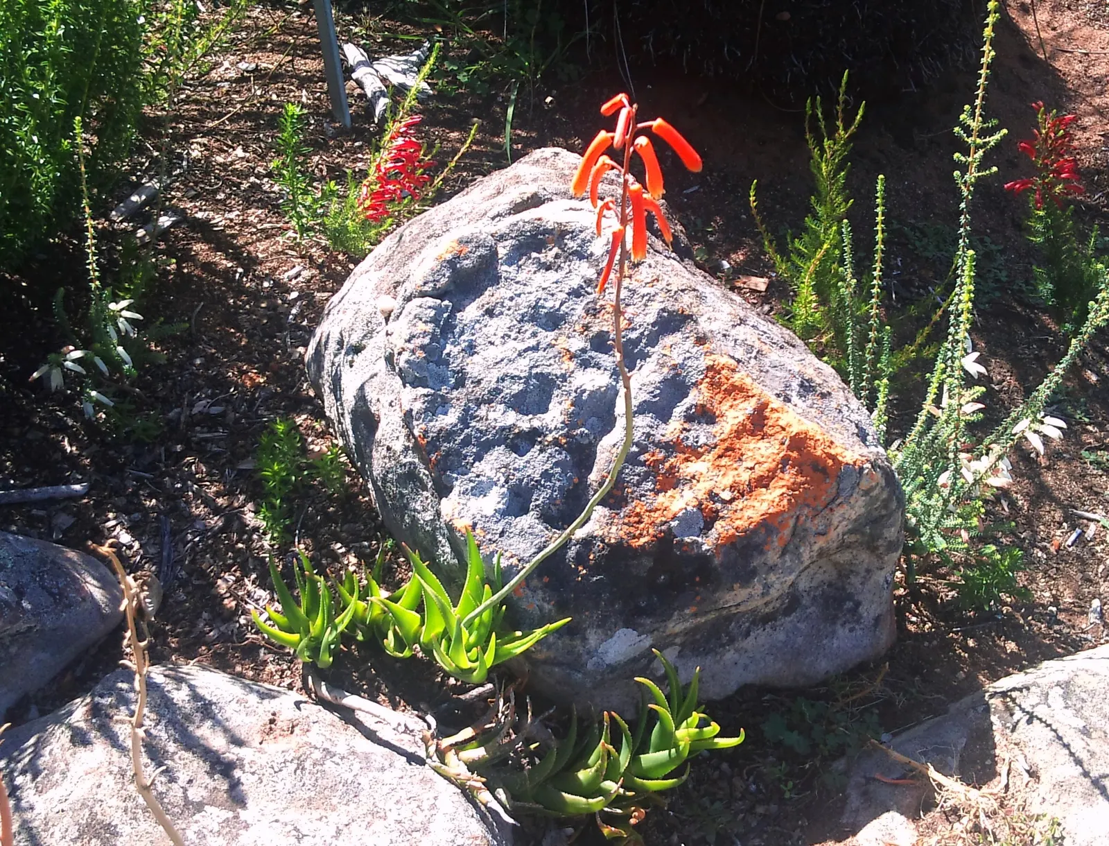 Mountain Aloe (Aloe Marlothii) — which can reach 3 to 4 feet in length; ideally planted in USDA hardiness zones 9 to 11