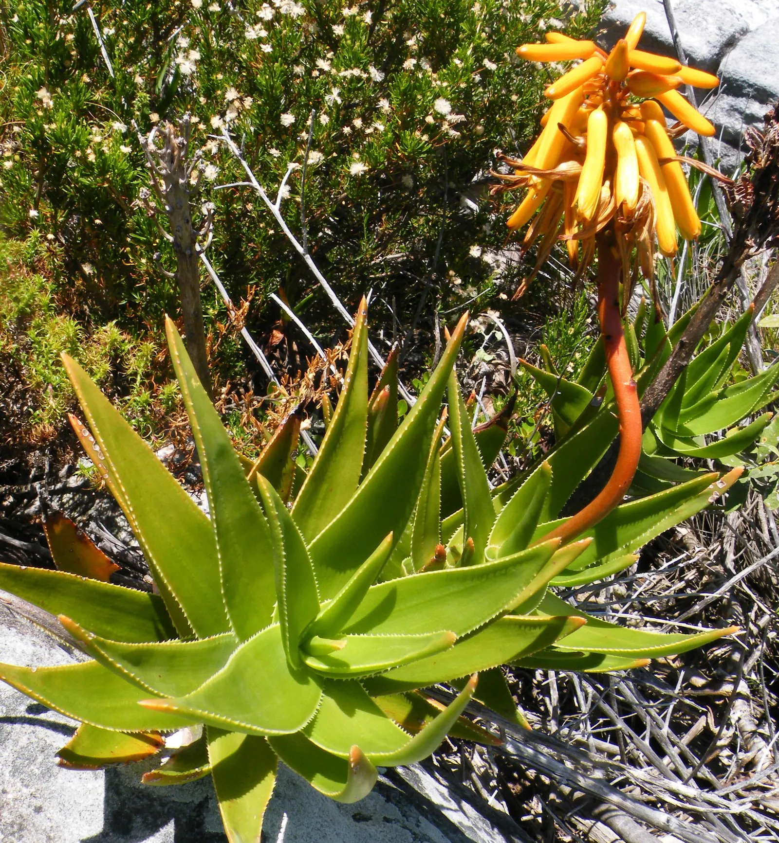 Mountain Aloe (Aloe Marlothii) — Educating the client on the plant's sharp edges is prudent for garden safety and maintenance planning