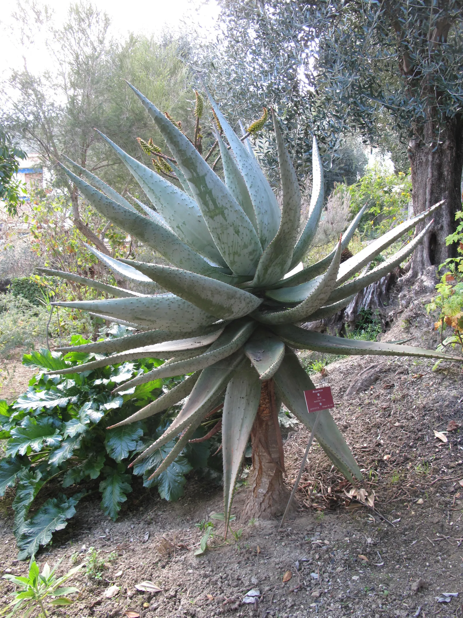 Mountain Aloe (Aloe Marlothii) — The vibrant orange to red blossoms attract hummingbirds and other pollinators