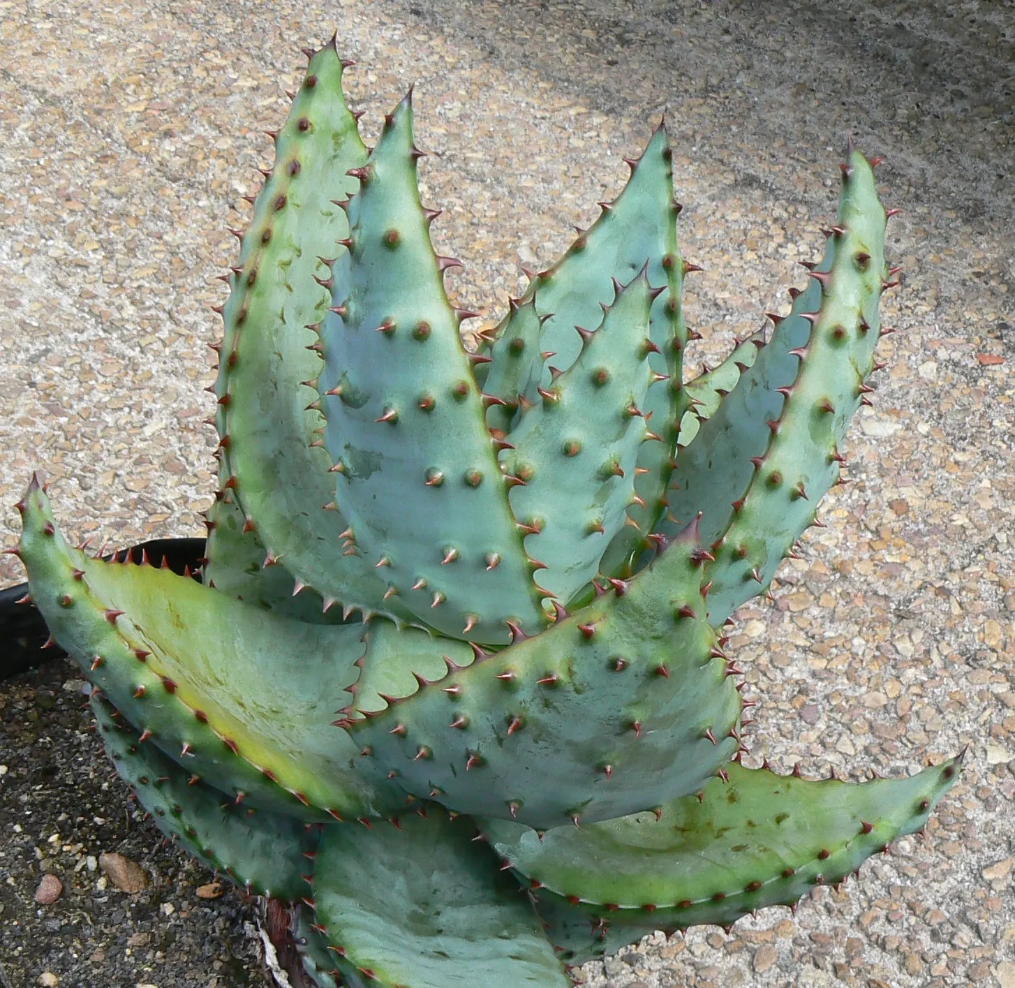 Mountain Aloe (Aloe Marlothii) — which can reach 3 to 4 feet in length