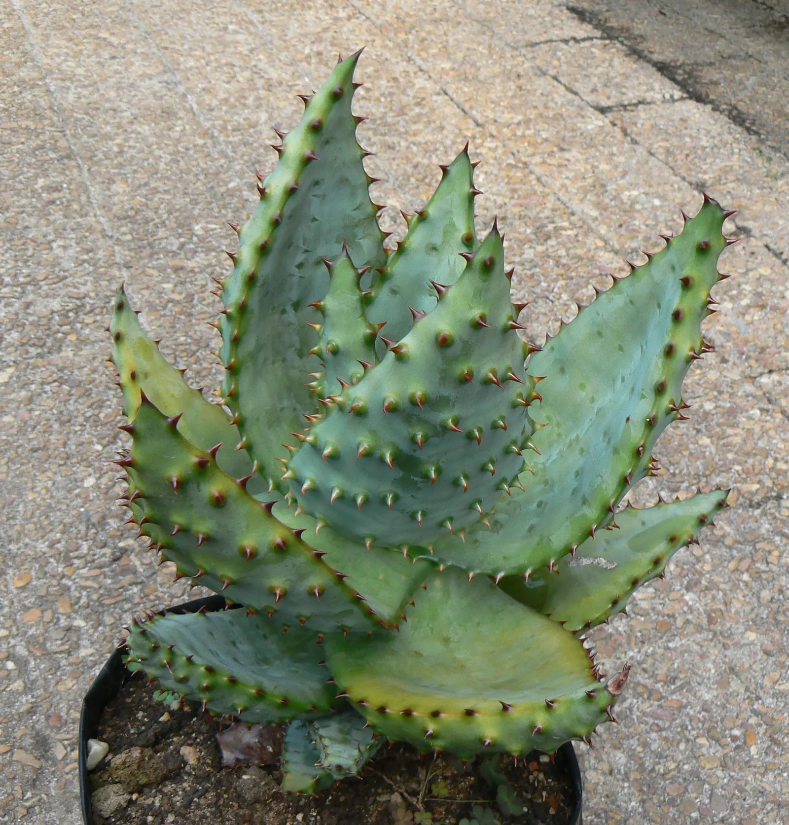 Mountain Aloe (Aloe Marlothii) — This drought-resistant succulent thrives in full sun