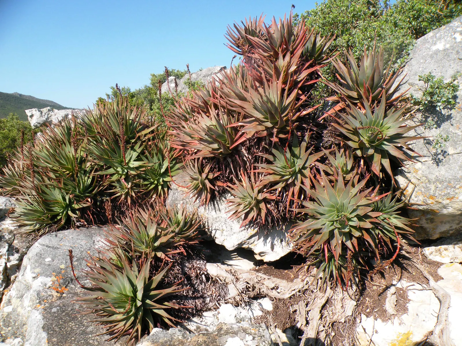 Mountain Aloe (Aloe Marlothii) — making it a low-maintenance option for the environmentally conscious client