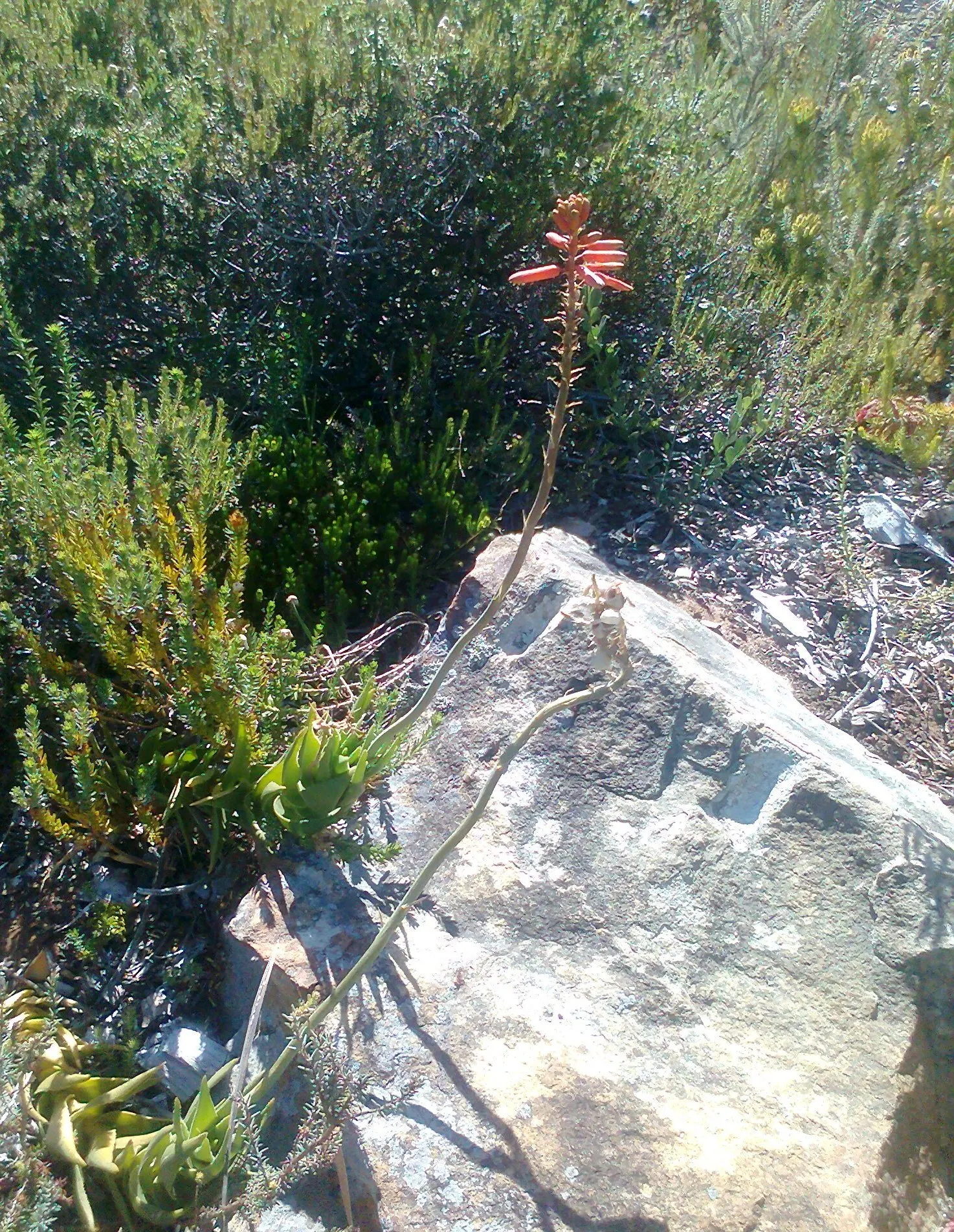 Mountain Aloe (Aloe Marlothii) — This drought-resistant succulent thrives in full sun; succulent for full